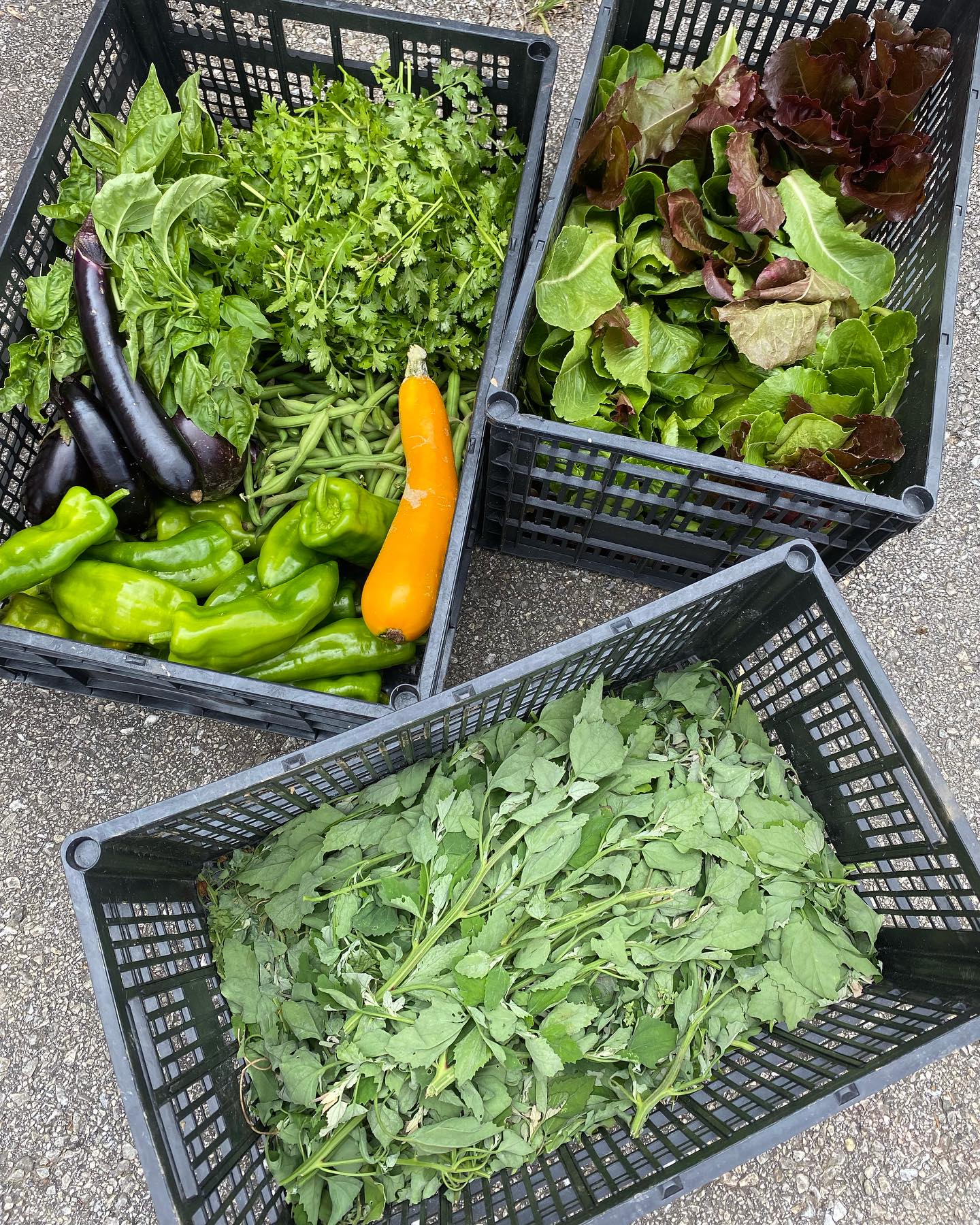 beans, peppers, squash, eggplant, lettuce, cilantro, basil and lamb’s quarters delivered to KACS! 💚
Have a bountiful day!