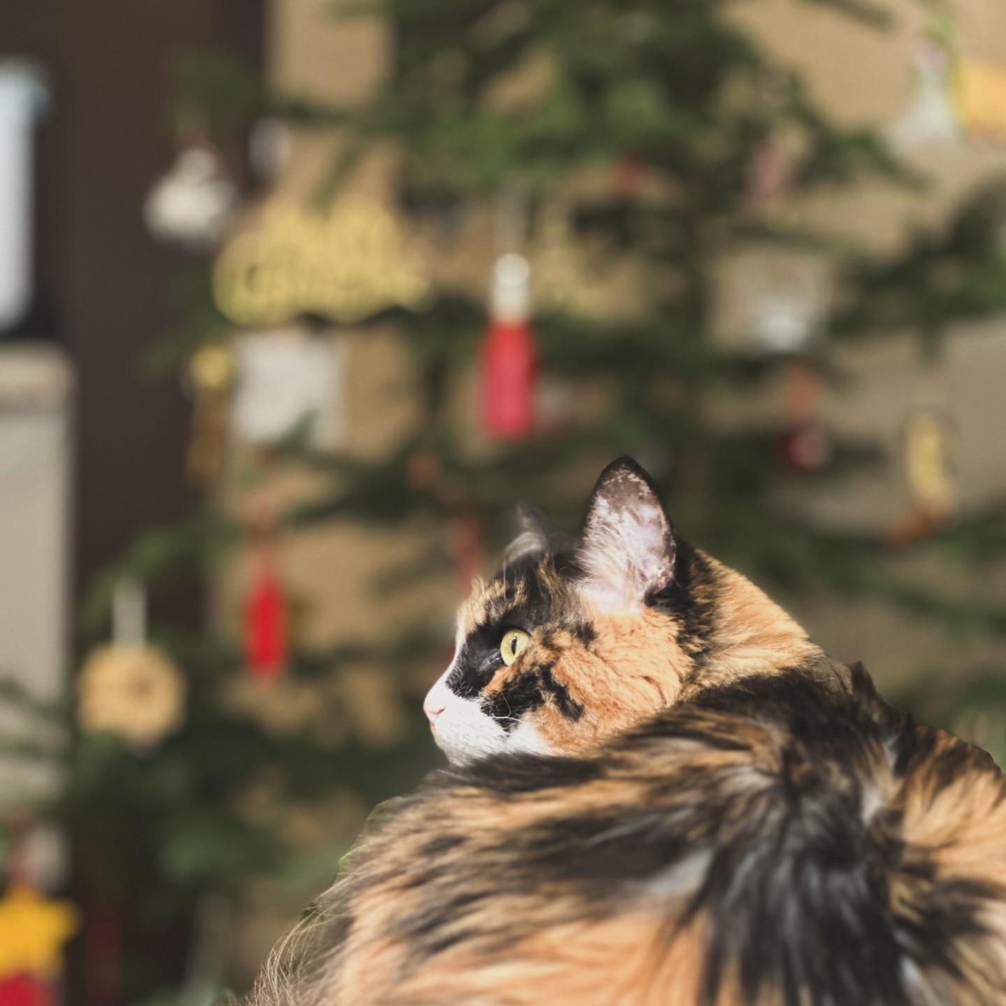 Just a reminder there will be NO SUNDAY MORNING SERVICE!!!
Join us instead that day at 7pm at the Bragg Creek Community Centre for our annual Christmas Eve Carol Service!