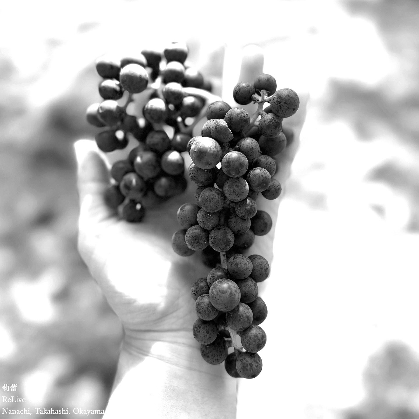 _La forêt des Yamabudo.
今年のヤマブドウの収穫が終了しました。
仕込みをしたものは、既にものすごい森のような風味を醸し出しています。
このぶどうはワインにするにはあまりにも難しいけれど、風味と香りと味はすごくいいのです。
The harvest of this year’s wild grapes has come to an end.
What I’ve begun to craft already breathes the deep essence of a wild forest.
These grapes are stubborn, almost too wild to tame into wine, yet their flavor, aroma, and taste are undeniably profound.
【莉蕾|ReliveWine】
岡山県高梁市でぶどう農家をしている @itsuki_ll が、ワインの風景を歩んでいく日々を記録。現在樹齢と研修一年目。蕾から美しい花が生まれるように、いつの日か、この日々が、ワインやその先の風景に繋がっていくようにという祈りを込めて「莉蕾(りらい)」と名付けた。
@relivewine with @itsuki_ll documents the daily life of a grape farmer in Takahashi City, Okayama, Japan, as they walk alongside wine. Currently in the first year of both vine age and training, the hope is to one day create grapes and wines that evoke the memory of the landscape. With a prayer that this will eventually lead to an unrecognizable landscape, the endeavor was named "ReliveWine".
#ワイン #農家 #醸造 #ぶどう #農業 #自然 #秋田犬 #甲斐犬 #岡山 #日本の風景 #Wine #Winemaking #Grapes #Farming #Nature #Akita #KaiKen #JapaneseLandscape #Vin #Vinification #Raisin #Agriculture #ChienAkita #ChienKai