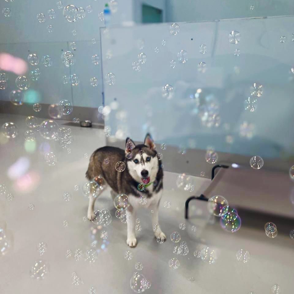 Chasing bubbles is a full time job ya know! 🫧
🧿🧿🧿
.
.
.
#dubaidogs #dogsindubai #dubai #mydubai #dogs #nyc #hellofromspot #boarding #grooming #welovedogs #dogsofdubai #dubaidog #doggieboarding #doggiedaycare #doggieboarding #dogdaycare #dogdays #uaedogs #dxbdogs #everydayawesome #adoptdontshop #pethealth #petnutrition #happypup #dog