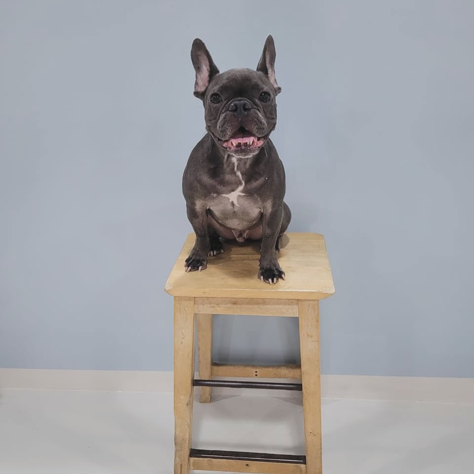 Who’s in charge around here?! 👀
🧿🧿🧿
#dubaidogs #dogsindubai #dubai #mydubai #dogs #nyc #hellofromspot #boarding #grooming #welovedogs #dogsofdubai #dubaidog #doggieboarding #doggiedaycare #doggieboarding #dogdaycare #dogdays #uaedogs #dxbdogs #everydayawesome #adoptdontshop #pethealth #petnutrition #happypup #dog