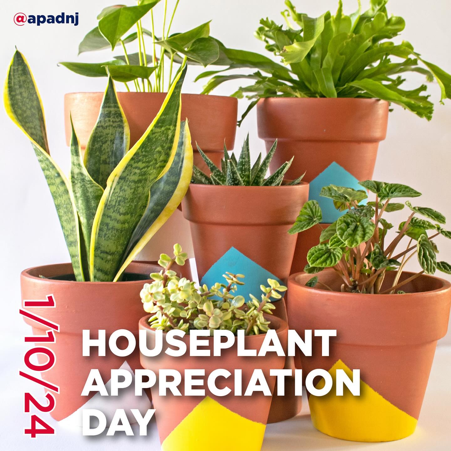 Created by The Gardener’s Network, Houseplant Appreciation Day is for caring for and giving a little extra attention to your houseplants, or to begin growing some if you have none. It’s the perfect time to focus on them since winter precludes you from gardening outside. It’s also shortly after the new year, meaning you’ve probably already taken down your Christmas tree or other holiday decorations, leaving your house pretty bare—perhaps you find a neglected houseplant in the corner, or perhaps you find nothing at all. Common houseplants include aloe vera, bamboo, spider plants, rubber plants, and African violets. Houseplants are perfect in homes because they can grow with low light, low humidity, and in cooler temperatures.
#houseplantappreciationday