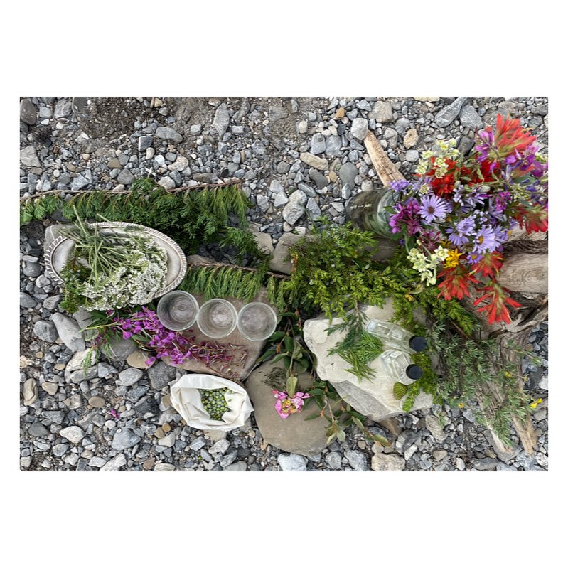 | B O T A N I C A L S P R E A D |
Mise en place for our mountain liqueur. I think about this concoction often. I have all of the individual tinctures at home and I wasn’t able to blend them before I got pregnant! I’m excited to get that blend underway!