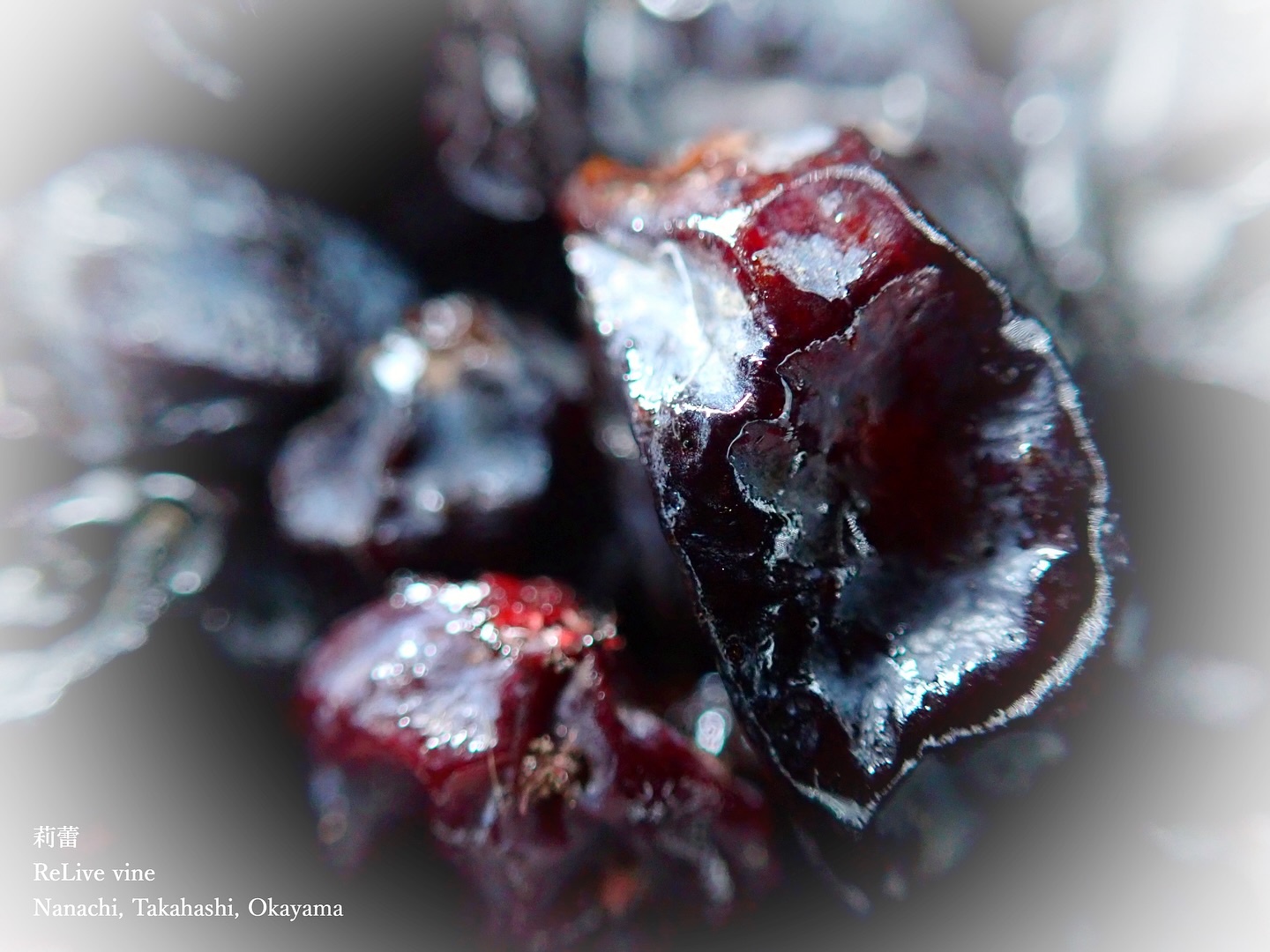 _Un marais immuable.
ここ数年で、これまでは作れていた真っ黒の品種が、どんどん色が付かなくなってきています。気候変動の影響は間違いなくあって、これまでなんとなく作れてきたヨーロッパ品種は、ほとんどが大変な目に遭い、もうこの国では栽培が難しくなってきています。
ぶどうの質が悪ければ悪いほど、醸造の時に添加するものは増えるし、添加しないと逆に有害なワインになってしまう可能性が上がっていきます。
西洋の「ワイン」というジャンル、その評価基準や常識を一度抜けて、日本的なぶどう品種にもっと目を向けて、日本の風土に根差した葡萄酒を0から見つめ直していく時が来ているのかもしれません。
しかし、それは喫緊の経営の問題と、長年の経験から転換せねばならないハードルから、多くの醸造関係者にとって難しいのが今の現状です。寧ろ消費者の多くのほうが、西洋的なワインの固定概念に支配されているのが今のこの国の現実であり、そうなると醸造家たちはそこから逸脱することがより難しくなっています。
ナチュラル、ナチュールという思想も、ヒトも含めて自ずから然るものであるとする日本の伝統的な風土性とはやはり源流を異にしているため、不思議な沼と化してしまうのです。
In recent years, once deep-black grape varieties have struggled to develop their color. Climate change is undoubtedly at play, and many European varieties that once thrived are now facing increasing difficulties, making cultivation in this country nearly impossible.
The poorer the grape quality, the more additives are required in winemaking, and without them, the risk of producing harmful wine rises. It may be time to step outside the Western notion of "wine" and its rigid standards, to focus on native Japanese varieties and rediscover wines rooted in Japan's unique landscape.
Yet, for many winemakers, shifting from long-held traditions and facing urgent business realities is a monumental challenge. Ironically, it is often the consumers who are more entrenched in Western ideals, making it even harder for winemakers to break free. Even the concepts of "natural" or "nature" diverge from Japan's deep cultural harmony with the land, turning this pursuit into a strange and complex journey.
#ワイン #農家 #醸造 #ぶどう #農業 #自然 #秋田犬 #甲斐犬 #岡山 #日本の風景 #Wine #Winemaking #Grapes #Farming #Nature #Akita #KaiKen #JapaneseLandscape #Vin #Vinification #Raisin #Agriculture #ChienAkita #ChienKai