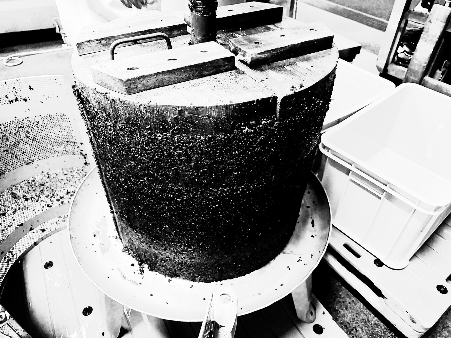 _Le gâteau entier de moromi.
一次発酵させた後の醪(もろみ)を手動で潰す伝統的な道具を初めて体験しました。潰して出た果汁は二次発酵、熟成へ向かっていきます。潰しきった後のカスはこんな感じで綺麗なホールケーキのようになって、みんなで今回のケーキ入刀は誰がやるんだなんてだいたい話すわけですが、初めてでウキウキの僕が思いきりスコップで崩し出してもうたのでした。
I experienced using a traditional tool to manually crush the moromi after the first fermentation for the first time. The juice pressed out moves on to the second fermentation and aging. The leftover pulp forms a beautiful cake-like shape, and we usually joke about who will cut the "cake" this time. But I went ahead and smashed it all with a shovel.
【莉蕾|ReliveWine】
岡山県高梁市でぶどう農家をしている @itsuki_ll が、ワインの風景を歩んでいく日々を記録。現在樹齢と研修一年目。蕾から美しい花が生まれるように、いつの日か、この日々が、ワインやその先の風景に繋がっていくようにという祈りを込めて「莉蕾(りらい)」と名付けた。
@relivewine with @itsuki_ll documents the daily life of a grape farmer in Takahashi City, Okayama, Japan, as they walk alongside wine. Currently in the first year of both vine age and training, the hope is to one day create grapes and wines that evoke the memory of the landscape. With a prayer that this will eventually lead to an unrecognizable landscape, the endeavor was named "ReliveWine".
#ワイン #農家 #醸造 #ぶどう #農業 #自然 #秋田犬 #甲斐犬 #岡山 #日本の風景 #Wine #Winemaking #Grapes #Farming #Nature #Akita #KaiKen #JapaneseLandscape #Vin #Vinification #Raisin #Agriculture #ChienAkita #ChienKai