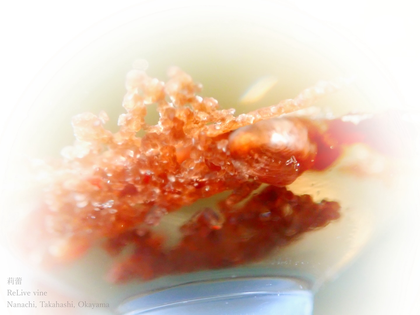 _Lointaine frontière
勉強のためにといただいたワインの底に、赤い酒石の結晶。ワインの背骨、酒石酸とカリウム、ミネラルの豊富なぶどう。澱も酒石みんな一緒に、抱きしめるようなぬくもりのある白に、駆け出しの懸命な汗さえ感じる。
日本的な美しさ, 優美と揺蕩いの, 洗練された奥底に隠れた光, 一つ一つに眠る灯り, 侘びて寂びた輝き, 西洋的な思想や歴史に左右されず, 地に根ざして生み出していく悦び. 遥かなフロンティア.
ミライへの祈りを込めたリライ
今日も今日とて, ぶどうの樹を触っている.
At the bottom of the gifted wine, red tartrate crystals. The backbone of minerals, warmth in the white, and the sweat of effort.
Japanese beauty, wabi-sabi glow, rooted in the joy of creation. A distant frontier.
With a prayer for the future, ReLive.
Today, I touch the vines again.
【莉蕾|ReliveWine】
岡山県高梁市でぶどう農家をしている @itsuki_ll が、ワインの風景を歩んでいく日々を記録。現在樹齢と研修一年目。蕾から美しい花が生まれるように、いつの日か、この日々が、ワインやその先の風景に繋がっていくようにという祈りを込めて「莉蕾(りらい)」と名付けた。
@relivewine with @itsuki_ll documents the daily life of a grape farmer in Takahashi City, Okayama, Japan, as they walk alongside wine. Currently in the first year of both vine age and training, the hope is to one day create grapes and wines that evoke the memory of the landscape. With a prayer that this will eventually lead to an unrecognizable landscape, the endeavor was named "ReliveWine".
#ワイン #農家 #醸造 #ぶどう #農業 #自然 #秋田犬 #甲斐犬 #岡山 #日本の風景 #Wine #Winemaking #Grapes #Farming #Nature #Akita #KaiKen #JapaneseLandscape #Vin #Vinification #Raisin #Agriculture #ChienAkita #ChienKai