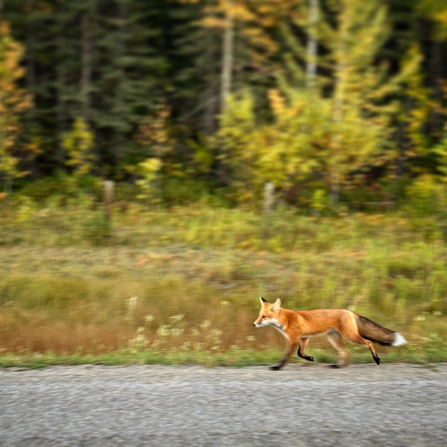LOCATION CHANGE THIS SUNDAY, JULY 21!
We will be at the Pflug’s home south of Bragg, for service & BBQ, 162074 376 St W, Bragg Creek.