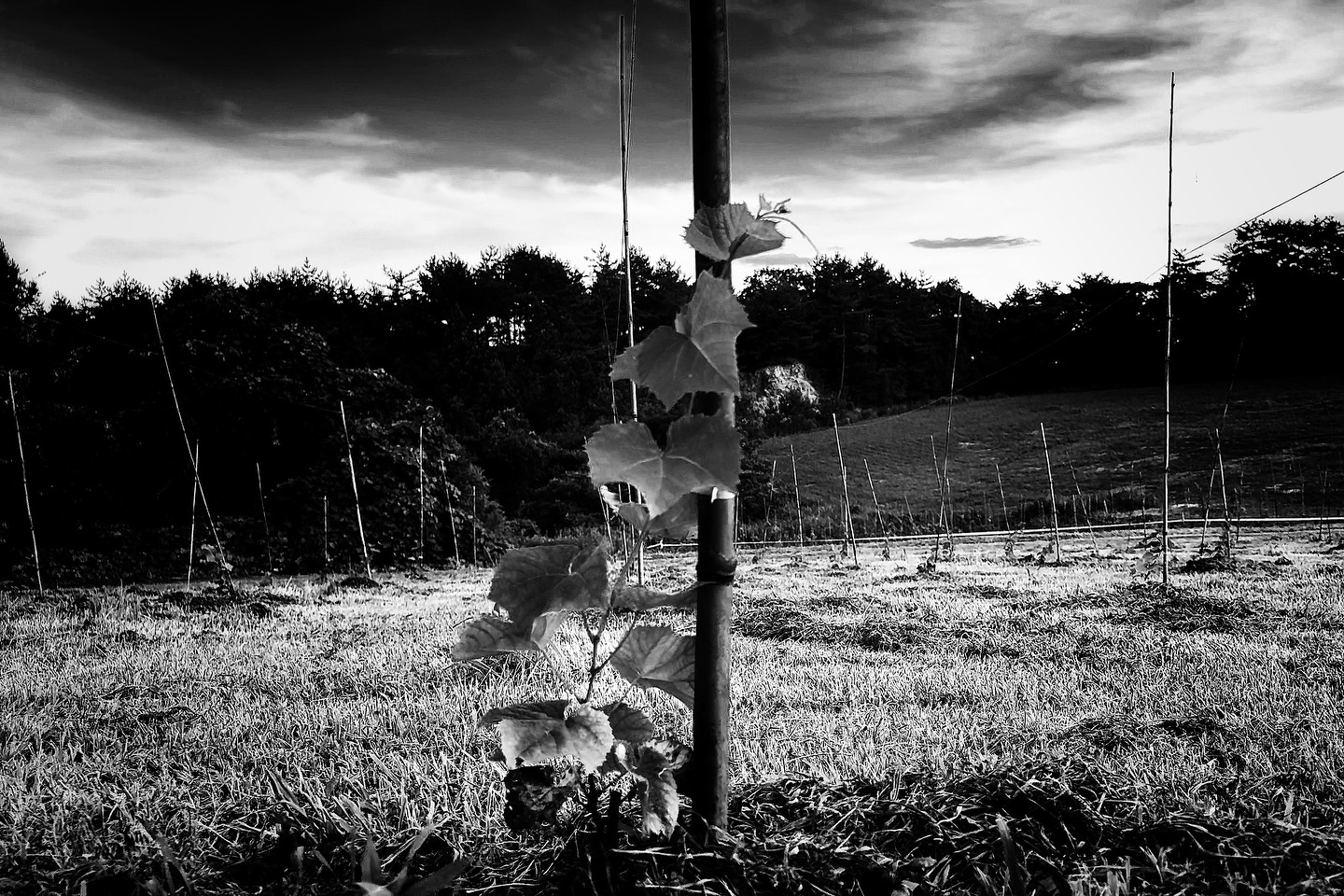 _Prière pour toi
再び生きる
追憶する
それでも生きる
Reflection Eternal 永遠を反芻する樹々たち.
君の名を冠する新しい品種と共に生きてゆく.
ありがとう. これ以上のことはない.
You're flower you are river you are rainbow
To live again
To remember
And still, to live.
Reflection Eternal, the trees ruminate on forever.
I will live on with the new variety that bears your name.
Thank you.
【莉蕾|ReliveWine】
岡山県高梁市でぶどう農家をしている @itsuki_ll が、ワインの風景を歩んでいく日々を記録。現在樹齢と研修一年目。蕾から美しい花が生まれるように、いつの日か、この日々が、ワインやその先の風景に繋がっていくようにという祈りを込めて「莉蕾(りらい)」と名付けた。
@relivewine with @itsuki_ll documents the daily life of a grape farmer in Takahashi City, Okayama, Japan, as they walk alongside wine. Currently in the first year of both vine age and training, the hope is to one day create grapes and wines that evoke the memory of the landscape. With a prayer that this will eventually lead to an unrecognizable landscape, the endeavor was named "ReliveWine".
#ワイン #農家 #醸造 #ぶどう #農業 #自然 #秋田犬 #甲斐犬 #岡山 #日本の風景 #Wine #Winemaking #Grapes #Farming #Nature #Akita #KaiKen #JapaneseLandscape #Vin #Vinification #Raisin #Agriculture #ChienAkita #ChienKai