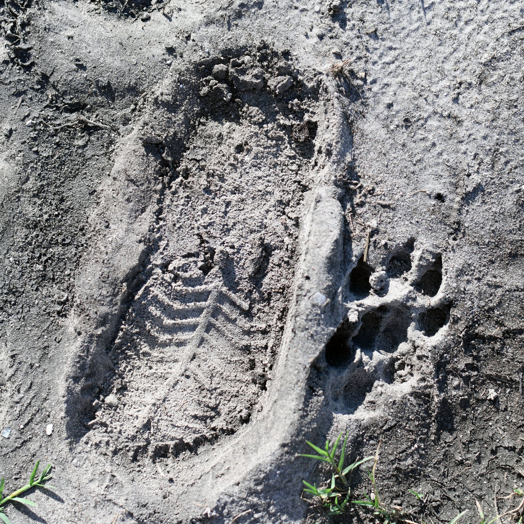 Big foot. Little foot. 👟🐾
#Pawprint #Footprint #Sarasota #SarasotaParks #SarasotaCounty #CandidPhotography #CandidSRQ