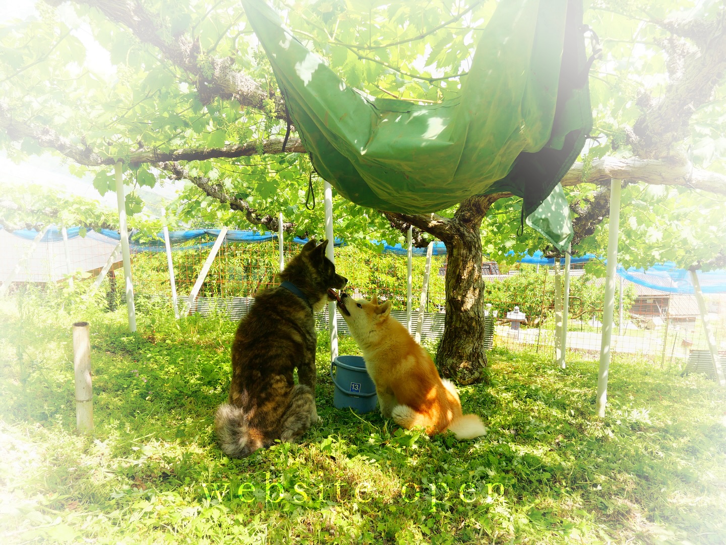 _Website Open
莉蕾のウェブサイトをオープンしました。プロフィールから飛べます。
また2024年のぶどうも販売受付を開始しました。今年から定期便も始めます。これから目指すところに向けて、地に這って頑張っていきたいです。ご縁のある方が、仲間になってくれることを心より楽しみにしています!
We've opened Lira's website and begun taking orders for our 2024 grapes. This year, we're also offering a way to bring our harvests to your door throughout the season. As we strive towards our dreams, we'll keep our feet on the ground and our hearts in the work. We look forward to welcoming new friends along the way!
【莉蕾|ReLive vine】
岡山県高梁市でぶどう農家をしている @itsuki_ll が、ワインの風景を歩んでいく日々を記録。現在樹齢と研修一年目。蕾から美しい花が生まれるように、いつの日か、この日々が、ワインやその先の風景に繋がっていくようにという祈りを込めて「莉蕾(りらい)」と名付けた。
ReLive vine with @itsuki_ll documents the daily life of a grape farmer in Takahashi City, Okayama, Japan, as they walk alongside wine. Currently in the first year of both vine age and training, the hope is to one day create grapes and wines that evoke the memory of the landscape. With a prayer that this will eventually lead to an unrecognizable landscape, the endeavor was named "ReLive vine".
#ワイン #農家 #醸造 #ぶどう #農業 #自然 #秋田犬 #甲斐犬 #岡山 #日本の風景 #Wine #Winemaking #Grapes #Farming #Nature #Akita #KaiKen #JapaneseLandscape #Vin #Vinification #Raisin #Agriculture #ChienAkita #ChienKai