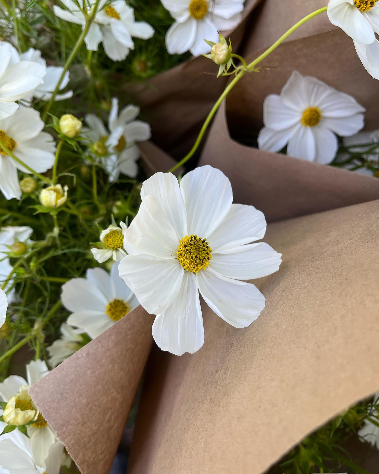 After the rain…
Feels like this garden is on its last legs. But let’s see.