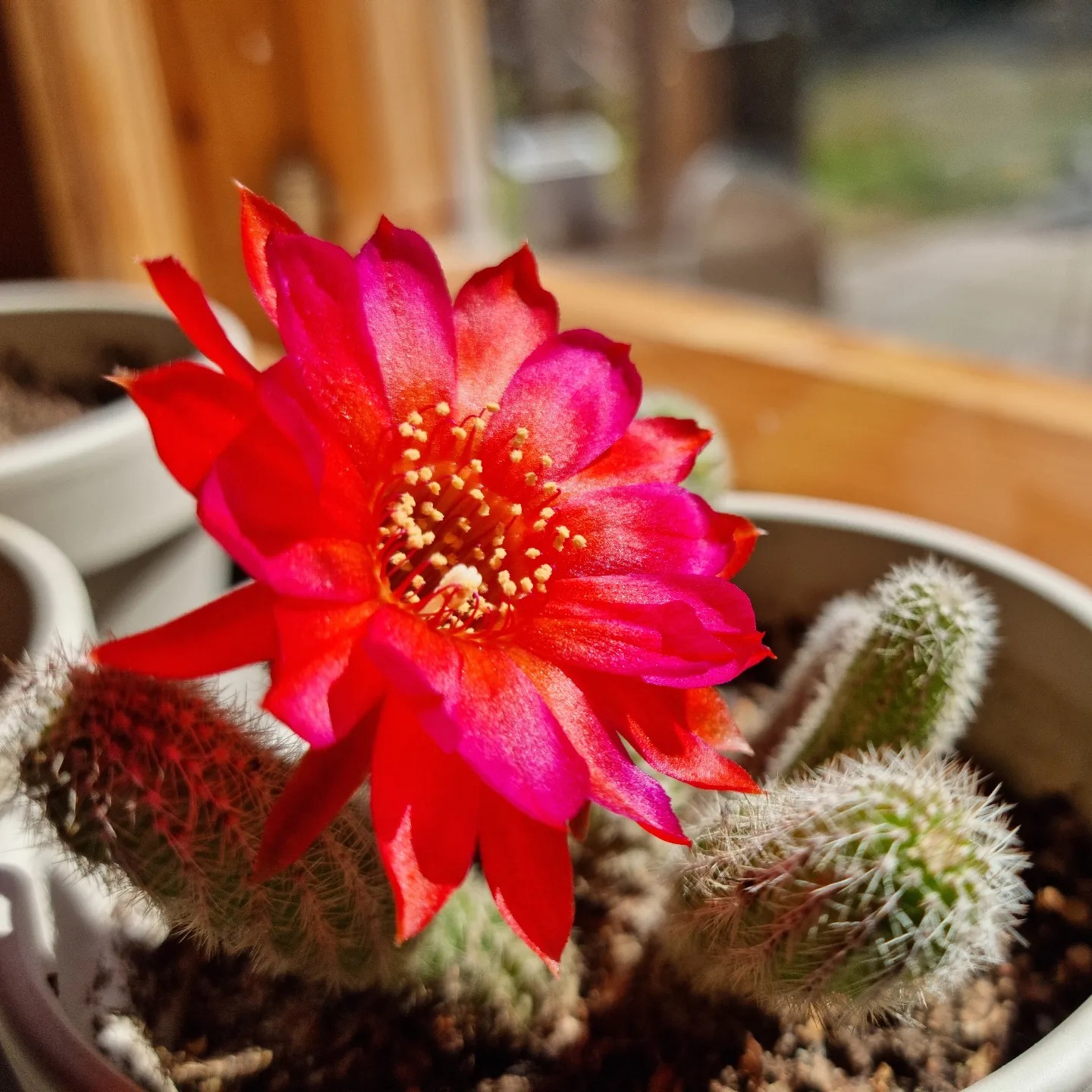 Upeat värit kaktuksen kukassa! Kaktusasiantuntijat hoi! Onko tämä #chamaecereussilvestrii ?
#flowerlover #myflowers