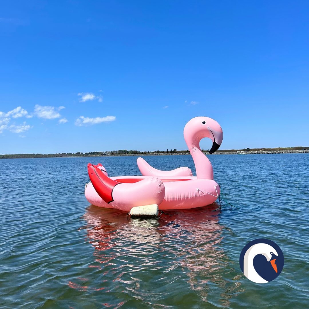 Introducing our newest crew member! 🦩