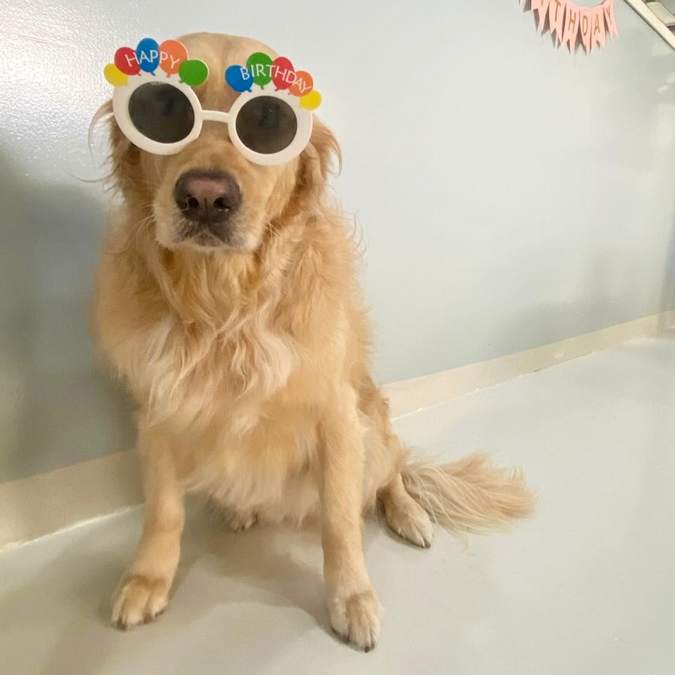 WHAT A VIBE! 😎
Happy birthday @milo_goldiedog 🩵🎈
.
.
.
#dubaidogs #dogsindubai #dubai #mydubai #dogs #nyc #hellofromspot #boarding #grooming #welovedogs #dogsofdubai #dubaidog #doggieboarding #doggiedaycare #doggieboarding #dogdaycare #dogdays #uaedogs #dxbdogs #everydayawesome #adoptdontshop #pethealth #petnutrition #happypup #dog