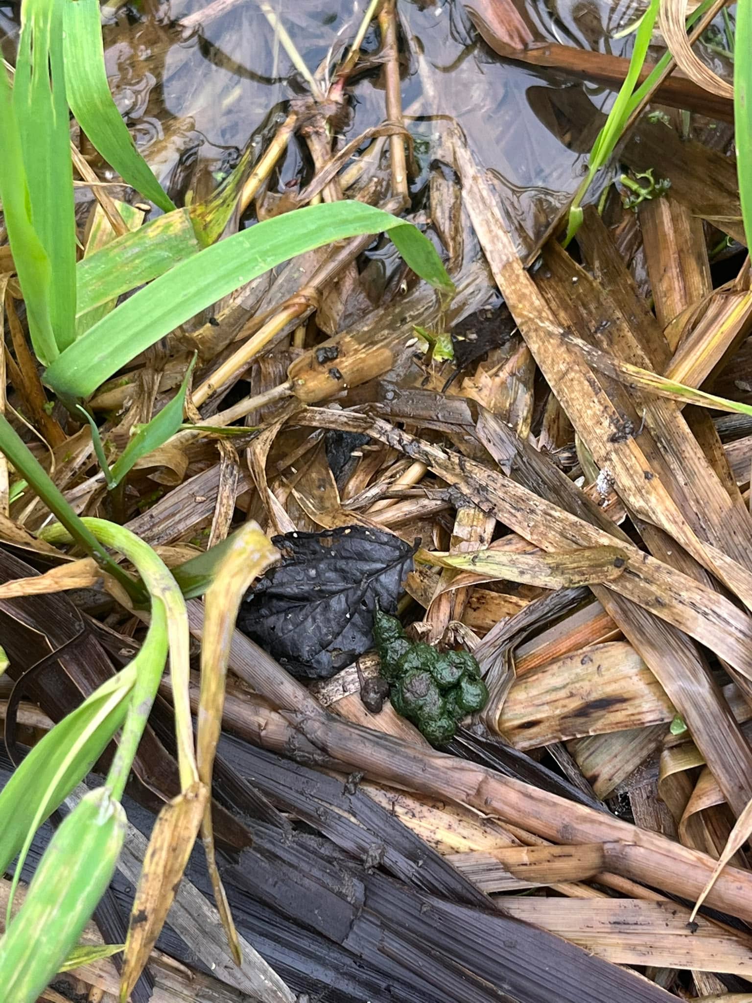 A very unchristmassy thing today, but while listening to the otter kits trying to find their parents and hunting for Salmon redds I found that we have far more Water Vole than I realised on the river. Lots of bright green poi is the most I see of them though. That made my year really.
#chalkstream #itchen #hampshire #wilding #riverrestoration