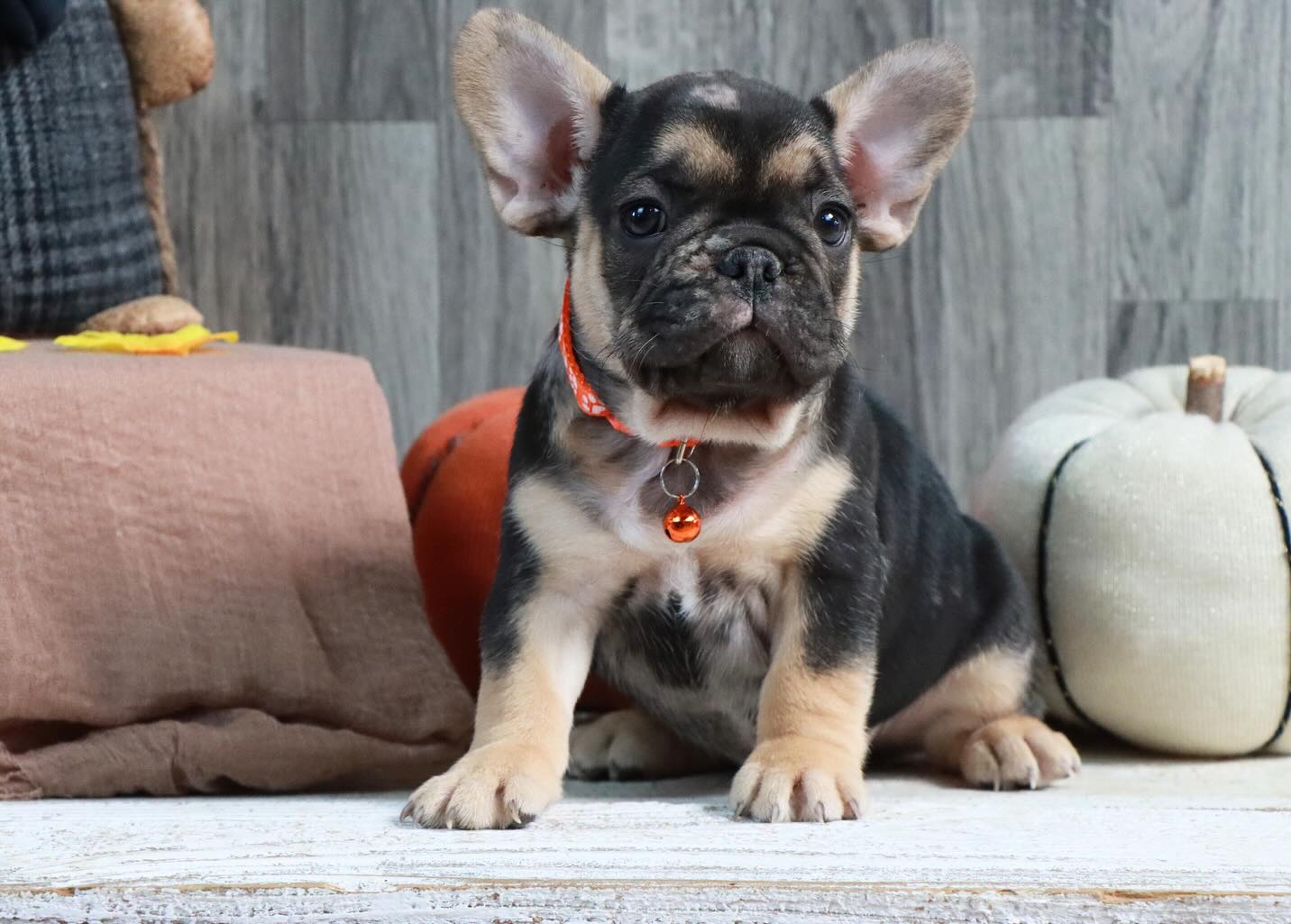 Meet Beans, The cutest frenchie boy you will ever meet!! I love to run and play! At the end of the day I love to find a big comfy pillow to sleep on! I am looking for my new family! Is that you?! 🐾🐾🐾 Call or Text (574) 354-8783 to learn more about me!! #frenchbulldog #frenchiepuppy #frenchbulldogsofinstagram