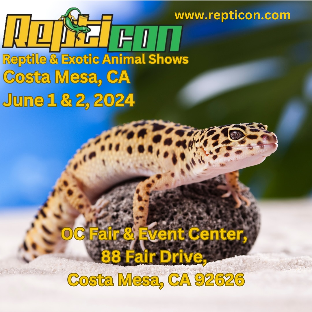 #marvelmorphs Getting ready for #repticon Orange County. Hope to see you there. I’ll have some awesome #gargoyles, #cresties #chahoua and #leachies available. Also I’ll have my #marvelreptilesupply #elevateddisplayracks available to look at for all you breeders looking to start vending shows.
Come by and say hi. Hope to see you #geckolove and #reptilekeeper people there!