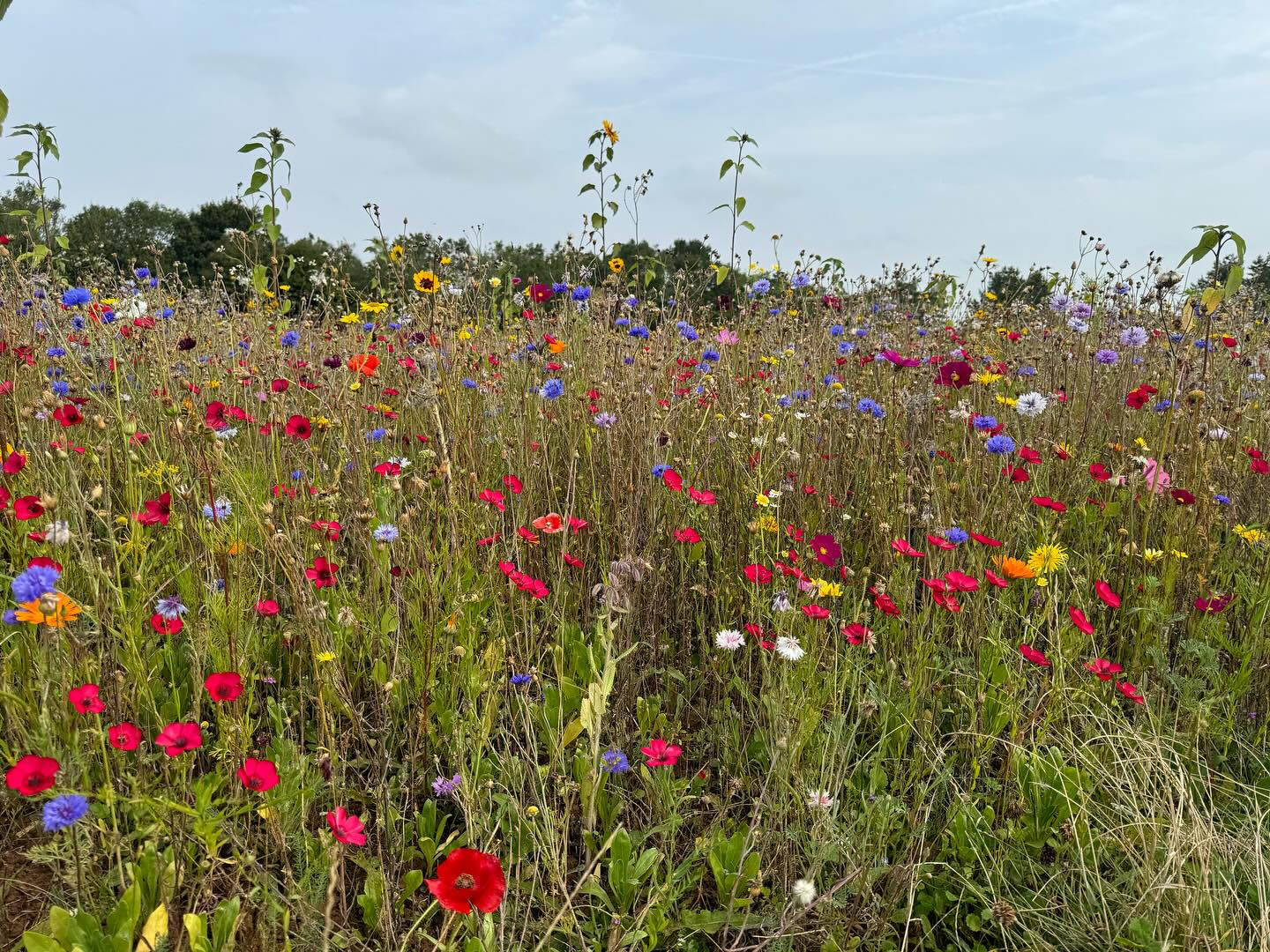 Wild flower spam plus Rufus. Go to the last photo to see how bored he got with posing!! See you all back in class this week. #flowersandspaniels #lastdayofholidays