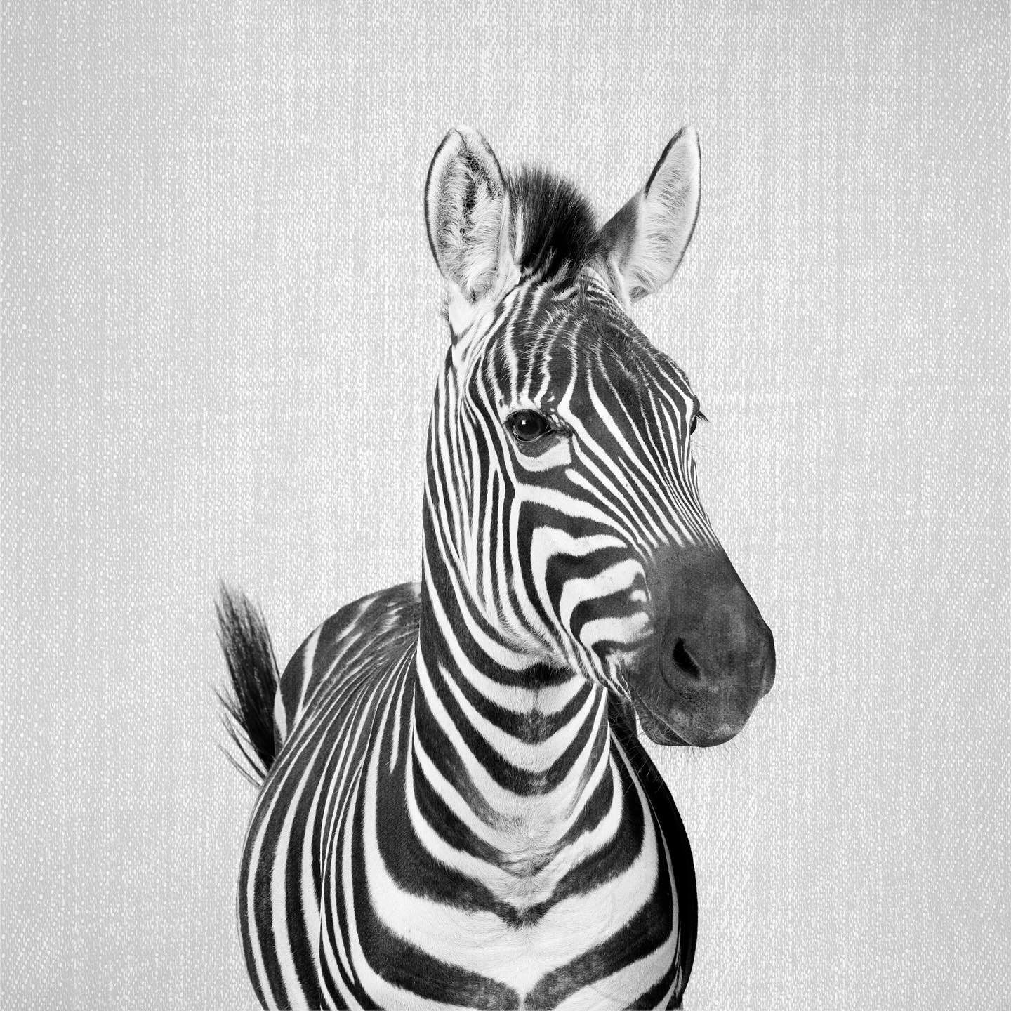 Two sides of the stripe story 🦓✨ Front view: bold and striking. Back view: all about that sassy tail flip! Apparently zebras have mastered the art of standing out from every angle.