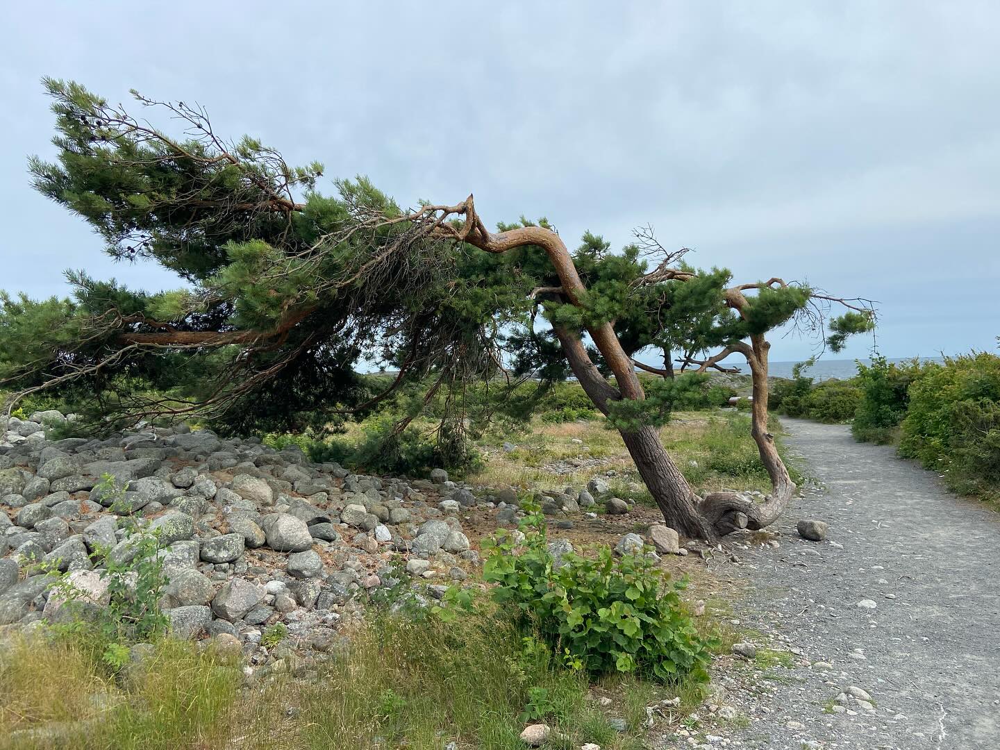 En flott dag på Mølen med guidet tur med over 80 hyggelige og interesserte deltagere. Takk for turen til alle. ☀️
#unescoglobalgeopark #mølen #visitlarvik #visitvestfold #kulturminne #nytnaturennærdeg #kyst #raet #sommernorge #geology #opno #ut