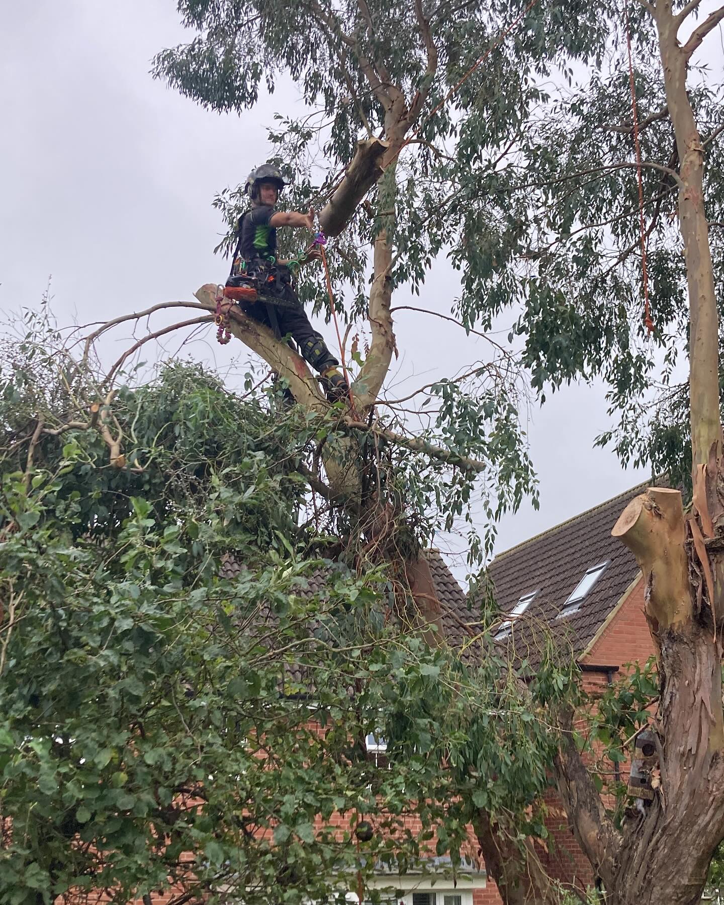 A gnarly Eucalyptus removal overhanging multiple properties we completed this week π³πͺ΅ Big shout out to @djc_arb up the tree on this removal πͺ΅π³
We can offer our clients a complete tree removal service including removing the remaining stump using our versatile stump grinding machinery βοΈ
If you have any tree surgery requirements please feel free to get in contact with us βοΈπ 07974884326 πβοΈ or via the website π¨βπ» www.altarb.co.uk π©βπ»
#altarbltd #treesurgery #treesurgeryuk #treeremoval #treesurgeonsofinstagram #arborist #arboristsofinstagram #arb #stumpgrinding #stumpgrinder #stumpremovalservices #newent #gloucestershirebusiness #herefordshirebusiness
