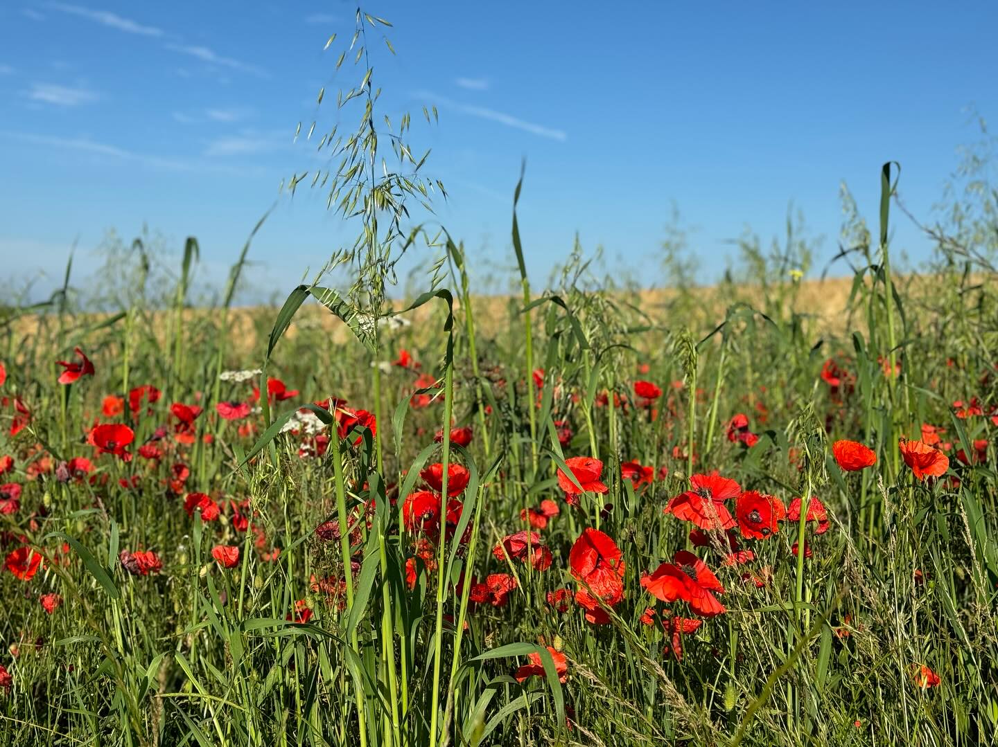 Poppies and pups day! #blueskies #poppies #bredonhill