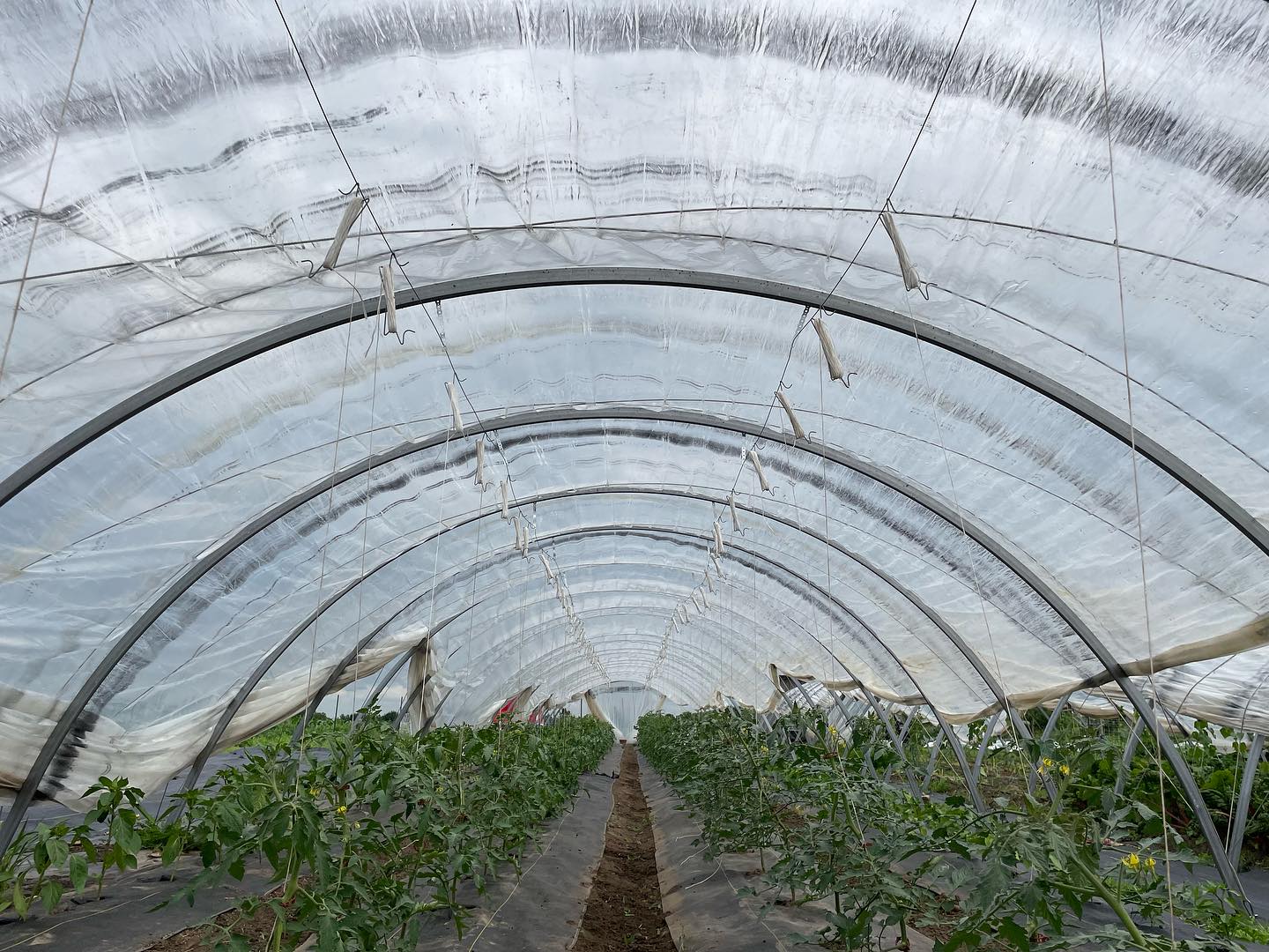 Catching up on some weeding and pruning. Lots of work goes into our tomatoes, I can’t wait for the tomato sandwiches to come!
#eatlocal #knowyourfarmer #smallscalefarming