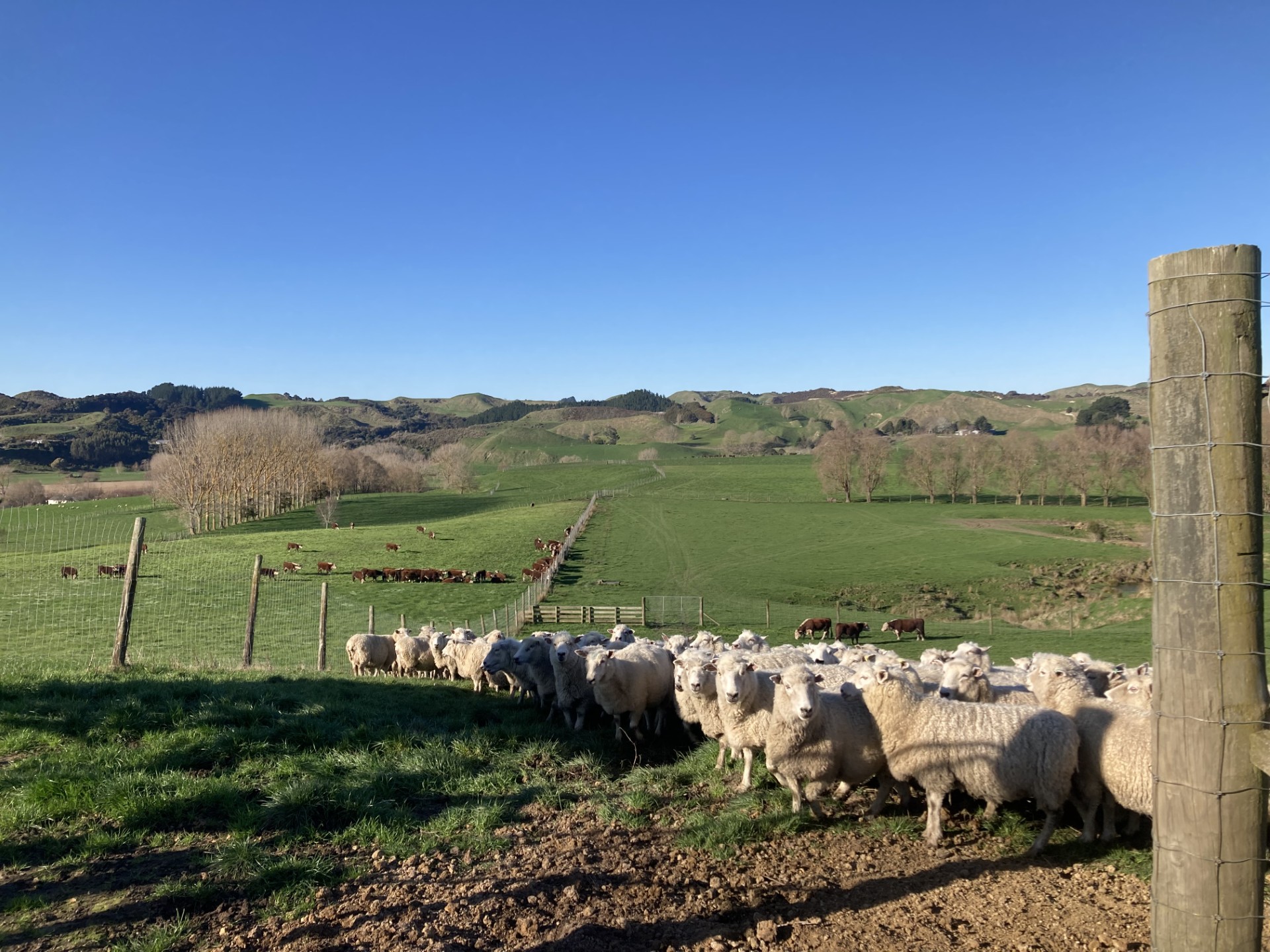 What a great growing weekend we have had!
The Ewes have been Set Stocked ready for lambing and the Bulls continue to pile weight on ahead of our Annual Sale on the 19th of September - We look forward to seeing you there
#nzfarming #dairybulls #nzherefords @nzfarming