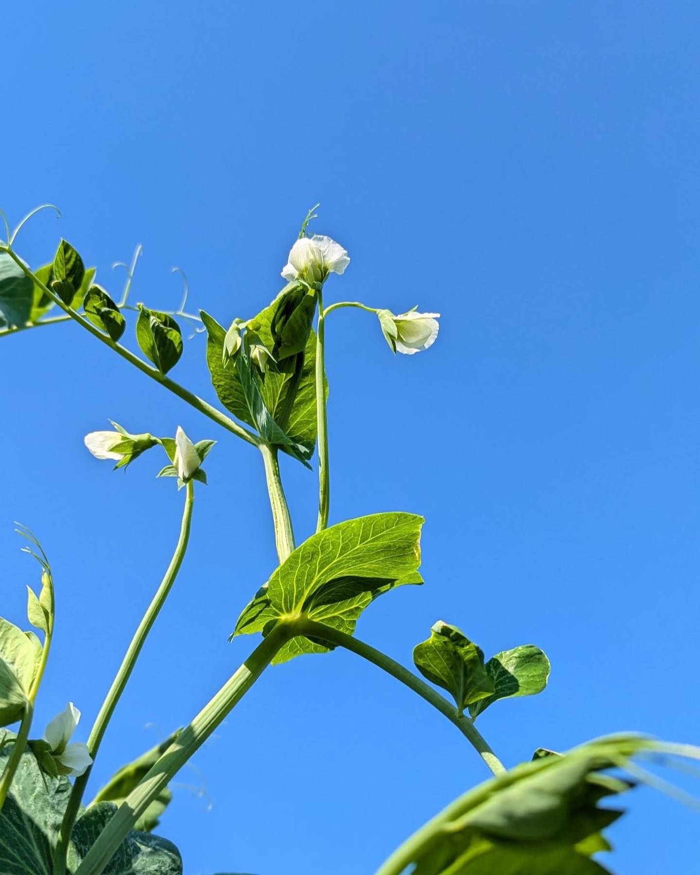 Sugar snap peas coming soon.
#tastereal #knowyourfarmer #smallscalefarming #knowyourfood