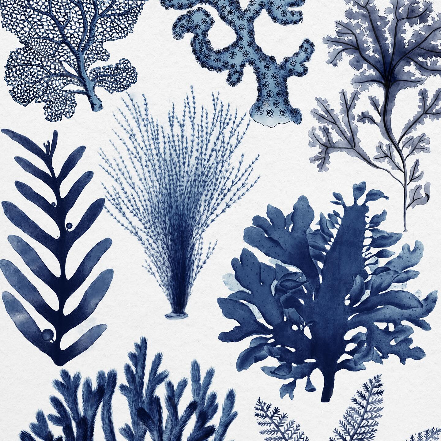 Making waves with vintage vibes! 🌊✨ These navy blue seaweed sketches are giving all the underwater feels - perfect for adding a splash of ocean chic to your space. 🌿💙