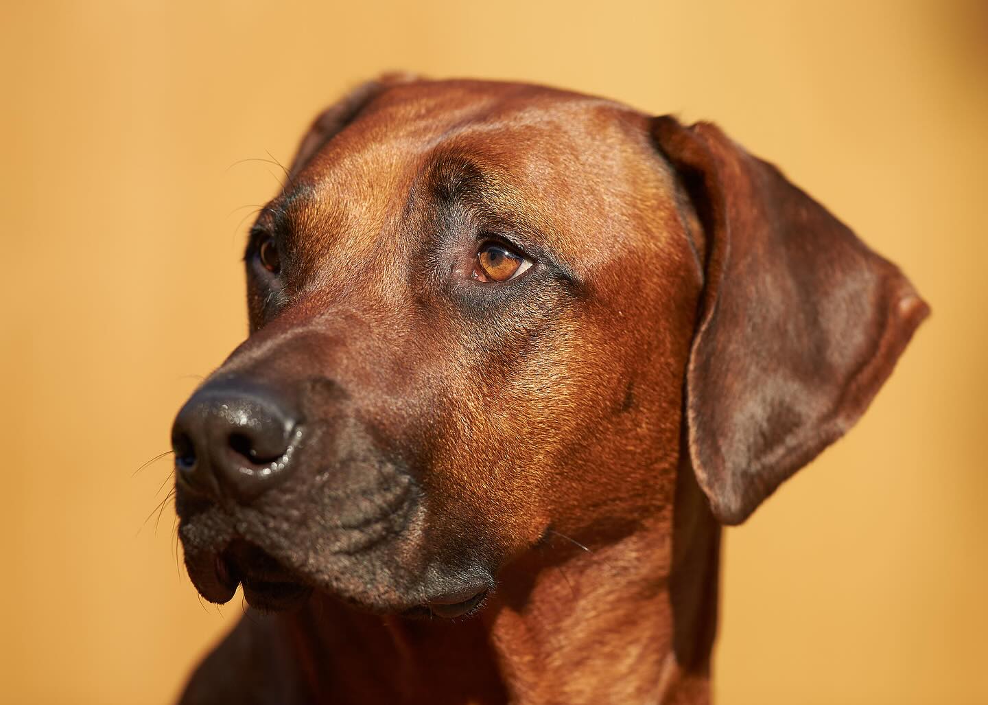 Said goodbye to the most incredible friend today, taken too early by the big C. Run free my gorgeous boy ❤️#rhodesianridgeback