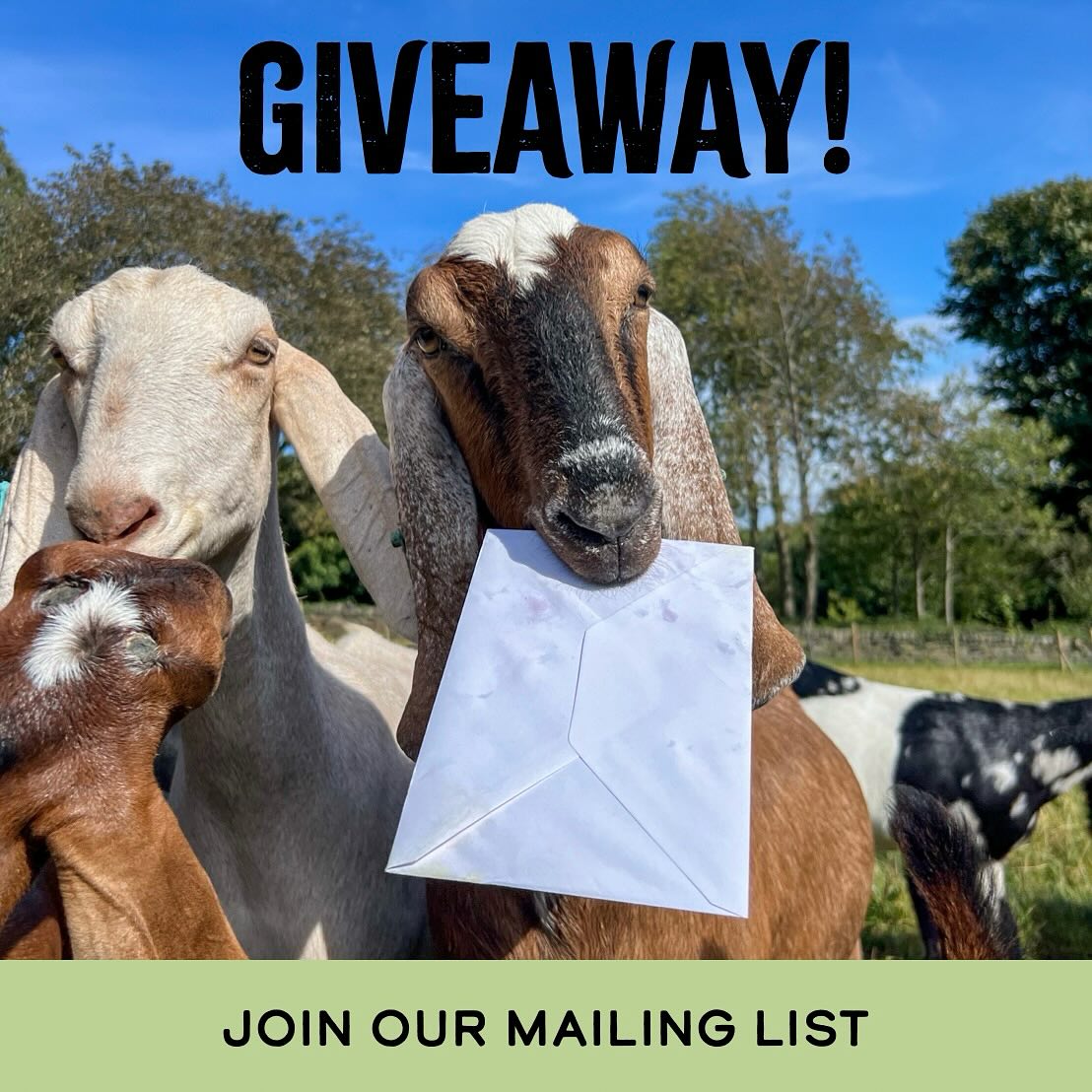 🎉 GIVEAWAY TIME!
‘Join The Herd’ & sign up to our mailing list for a chance to win one of our Trio Gift Sets! We are giving away 3 of our Trio Gift Sets to people chosen from our mailing list. You can sign up now via our website at the bottom of our home page.
www.marshvalley.co.uk
The winners will be chosen Mon 16th Sept 2024. Delivery to UK addresses only. Thank you so much for supporting our business & good luck to everyone.
Sam, Jess & The Marsh Valley Herd x
#marshvalleysoap #handmadeskincareproducts #madeinyorkshire #sheffield #jointheherd #mailinglist #newsletter #allnaturalskincare #uksoapmaker #soapaddict #giveaway #competition #supportsmallbusiness #shopsmall #shopindependent #familyrunbusiness