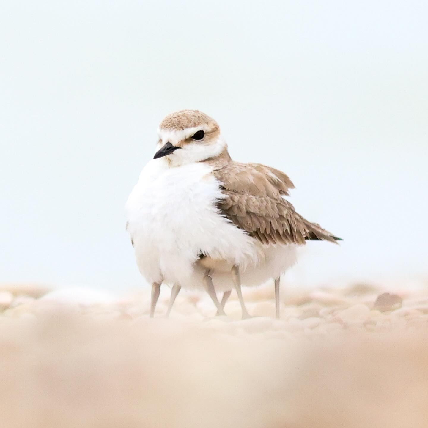 How many chicks? 🐣 Last May, I had the wonderful chance to photograph these charming Kentish Plovers and their fluffball chicks on a beach in Italy. Nearby, beach-cleaning vehicles, whilst keeping the beach pristine for sunbathers, can inadvertently harm these birds and their nests. Fortunately this particular plover had found a safe place to raise her young away from disturbance.
#kentishplover #ancona #naturelovers #birdwatching #beachlife #protectwildlife #birdphotography #wwfitalia #shorebirds #discovery #animalportrait #senigallia #animalelite #cuteanimals #plovers