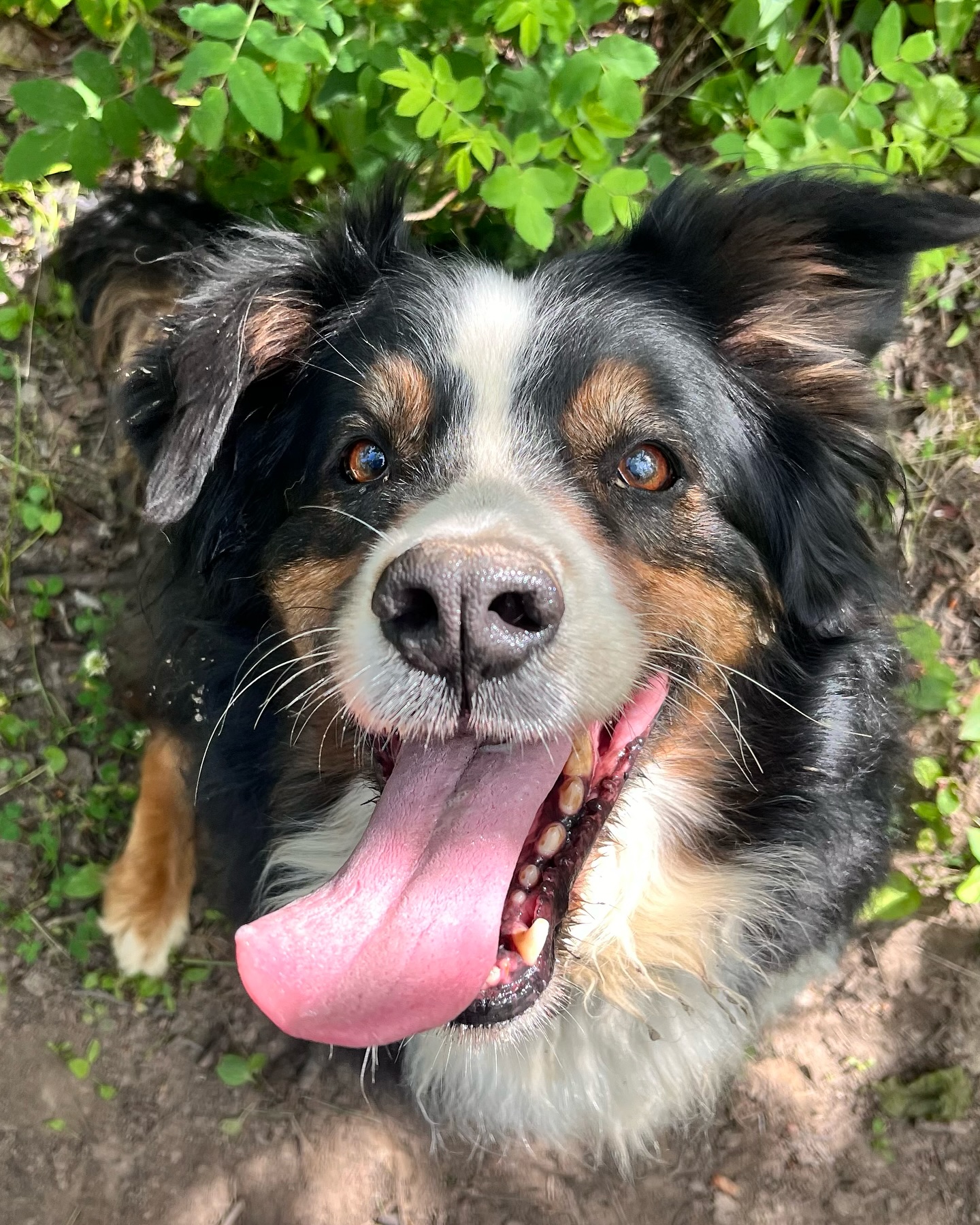 We hope everyone is having a fabulous long weekend!! 🫶🐾