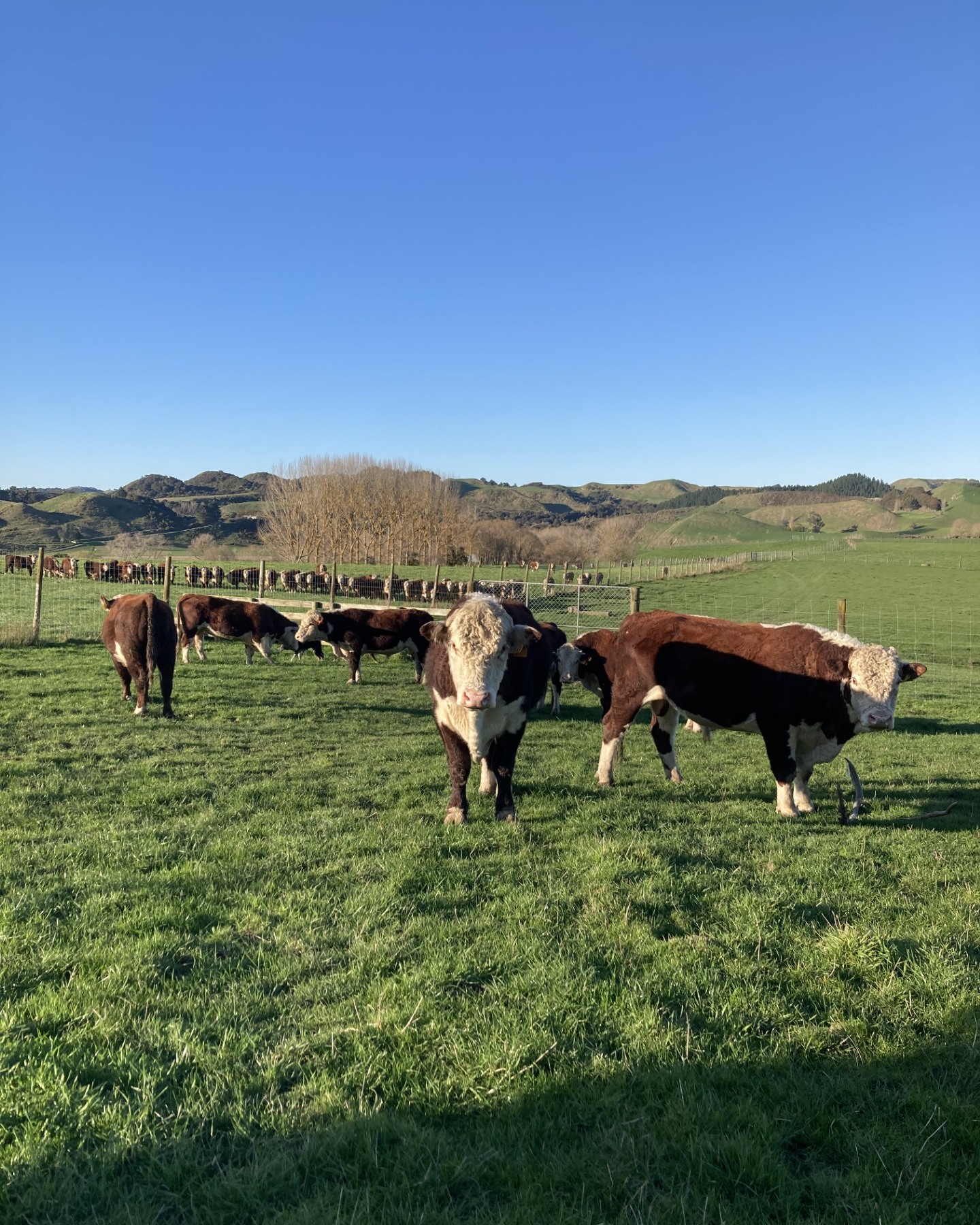 A Bit About Us:
For over 30 years, Riverton Ezicalve Herefords has been a premium breeder of low birthweight easy calving bulls for dairy and beef heifer mating.
Reliable calving ease, short gestation and homozygous polled are priority traits, packaged with good growth and a high quality carcase. Good temperament and constitution are guaranteed.
Our clients are entrusting their valuable heifers to our bulls; we take that responsibility very seriously. We are proud of the real value our bulls can add to dairy and beef farmers’ calves, and enjoy the relationships built up with our many loyal clients.
We have 150 well grown yearling and two year old bulls available at our sale on September 19th and others available throughout the year.
#nzfarming #dairybulls #nzherefords