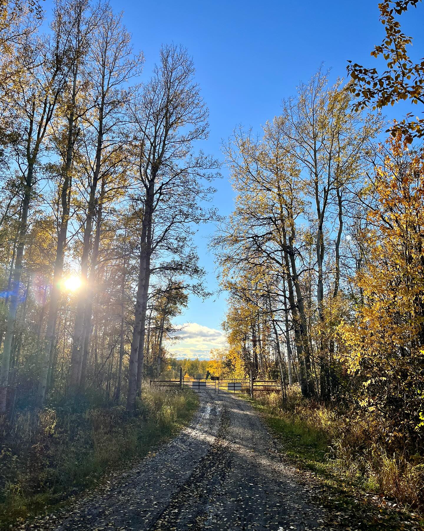 🍁 Out of office 🍁
We will be back in office October 15th. If you would like to book a boarding stay please submit a booking request via the link in our bio or our rtbdogbording.com.
Have a fabulous weekend everybody!