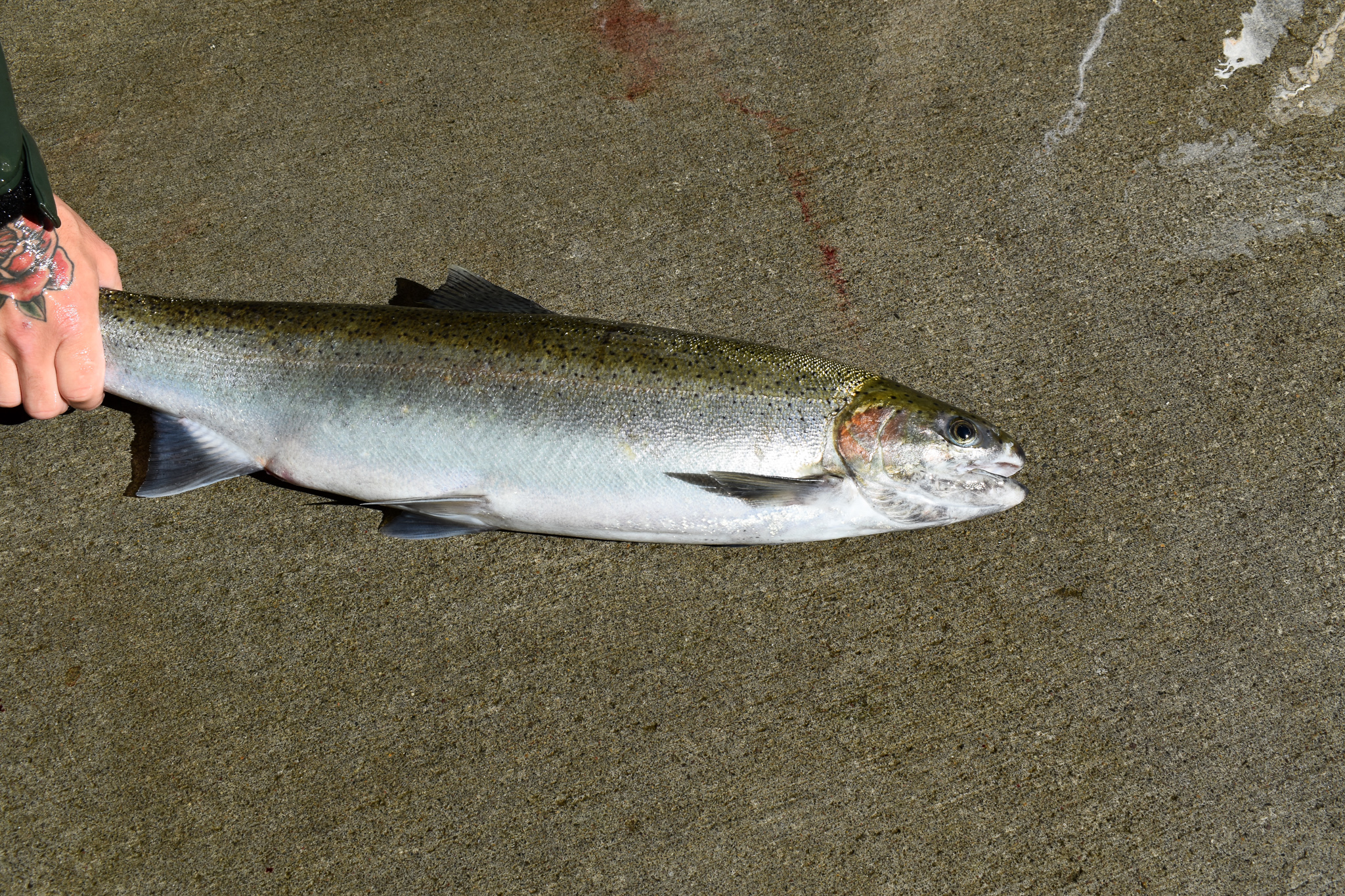 "For too many nights now I have not imagined the salmon
threading the dark streams of reflected stars,
nor have I dreamt of his longing,
nor the lithe swing of his tail toward dawn." - David Whyte
✨🌊✨
Fish hatcheries. The name brings about a sense of life, newness, becoming a part of the world. Yet there is a reality that exists here that many do not see. These are the spaces in between, the transitions, the invisible. Fishes bred here are intended to be caught by fishing lines, to stock the river.
I was told on my first day of visiting the hatchery that I ought to come back the next day because they would be “working the fish.” As I walked by the large reservoirs of tiny fishes and noticed their instinct to leap towards the water streaming from pipes, I wondered what “working the fish” actually meant.
This is how it translates:
1. Moving the fish who have been caught in the trap into an anesthetizing tank as they thrash around, until they stop.
2. Taking them out once they are “sleepy” to either keep them if they are female to meet a quota, or bring them to the post where they will be killed by a metal baseball bat and passed on to local Indigenous tribes or food banks. Remaining dead fish will be taken upriver and left to decompose.
3. During the Spring and Fall Salmon runs, “working the fish” is a weekly event.
Some photographs cannot be shared due to peoples’ identities.
What I will share is that every time the woman held the fish to be struck, she closed her eyes.
🌿🐟🌿
#whatifwesawthem #animalphotojournalism #contemplativeactivism #fishhatchery #aquaculture