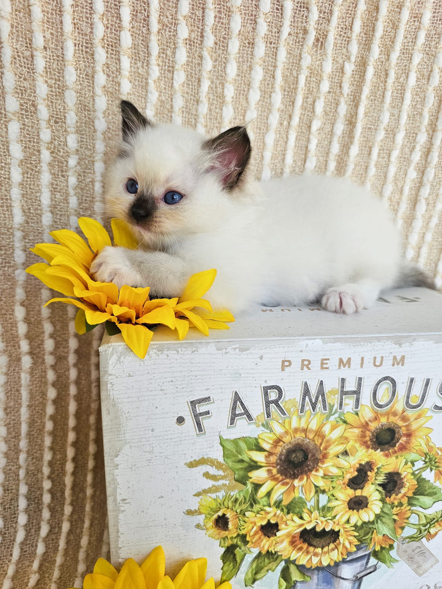 My beautiful Sunflower baby! Seal mitted boy, which brings joy to our cattery!
Www.classicdollragdolls.com
#ragdollkitten #ragdollsflorida #floridacats #blueeyes #lovemycat #cutiepie #WhiskersAndPaws #ragdolllovers