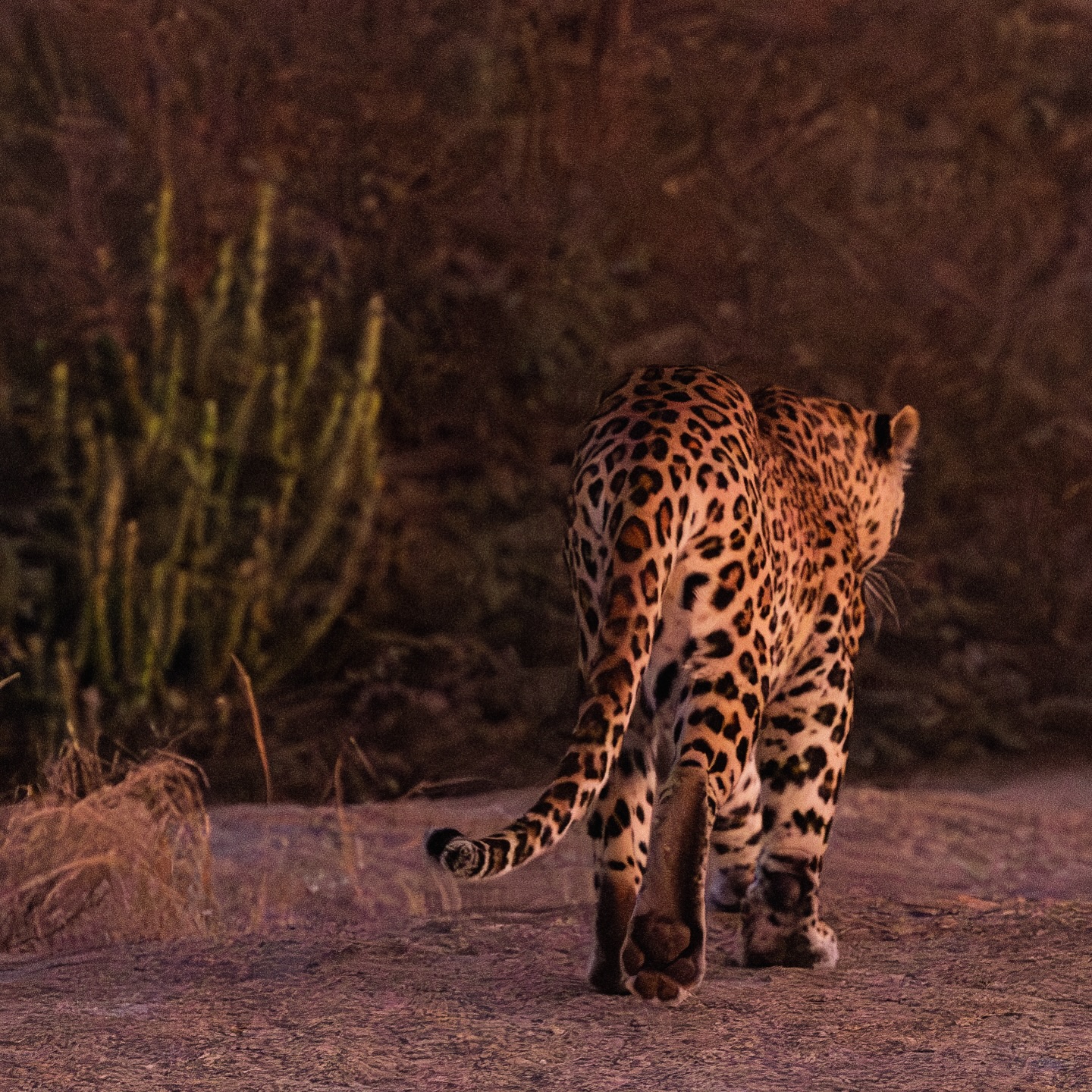 Lope like a leopard into 2024. Wishing our friends all around the world a year of unbridled optimism and bountiful opportunity. Thank you to everyone who puts bounce in our step. Love, the British Polo Day team x 🐾 #britishpoloday