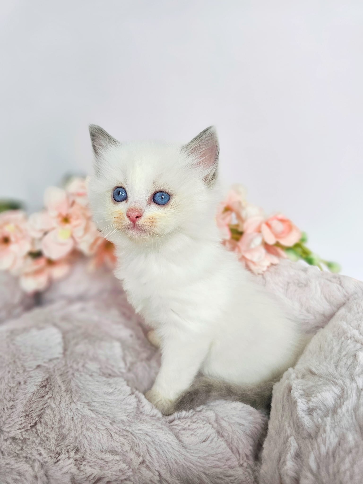 “Cats choose us; we don’t own them."
Most of the time I get requests from people about loving and lap kitten...Ragdolls are known for their laid back, gentle, calm and sociable personalities BUT they are like babies...if you will give them love and attention they will pay you back 100%. You can't expect your kitten to be friendly and super cuddly when you don't pay attention to him for days or weeks and than suddenly you are in good mood and want to play with him. It is a hard work to conquer the love of a kitten and you need to establish the bond between you and the kitten/cat. It takes time and you need to be patient and loving. Once that bond is going to be established bith of you will enjoy the time spent together. All the cuddles in the world will be yours! 🩷❤️🩷
Www.classicdollragdolls.com
#ragdolls #ragdollkitten #cutekitten #bluebicolor #blueeyes #loveyourcat #ragdollsflorida