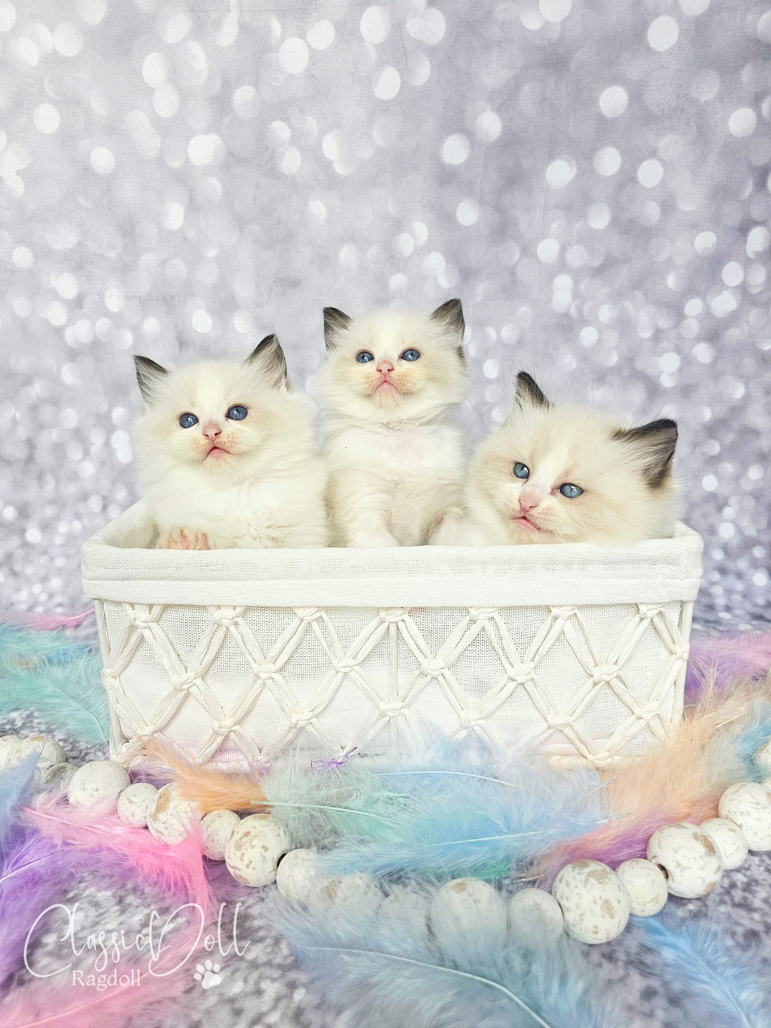 Aren't they the cutest? These 3 sisters are very gorgeous, beautiful eye color, perfect structure and strong chin...and most of all they have sweetest personalities!!!
Www.classicdollragdolls.com
#RagdollFluff #ragdollworld #ragdollcattery #ragdollusa #kittenlife #ragdollsfl #ragdollflorida #kittenforsale