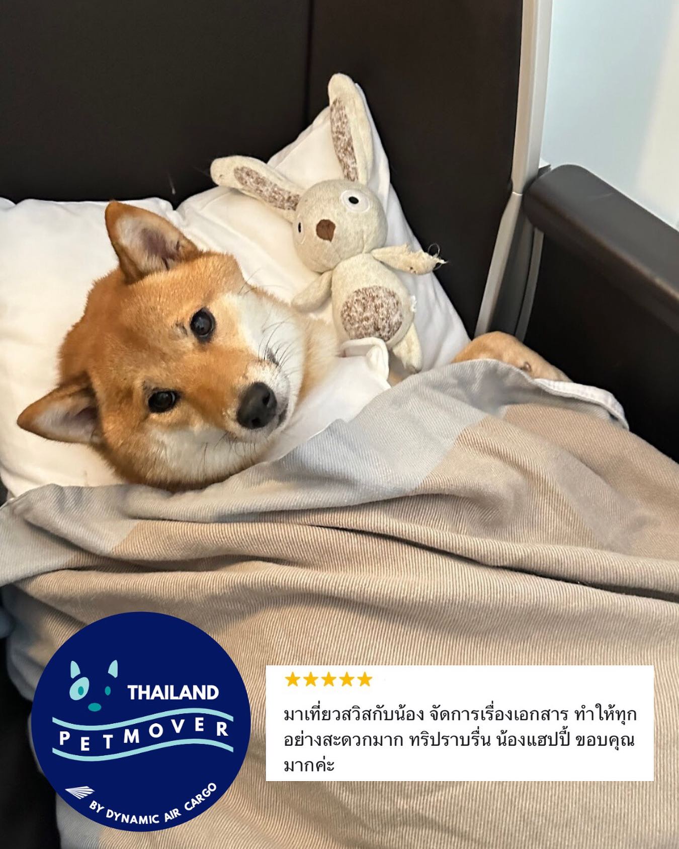 🇹🇭 🛫 🇨🇭 🛬 🇹🇭
Hana returned home after exploring Switzerland with family for their vacation 🥰 Who does not love a comfortable flight? If you’re looking to travel on a holiday with your furbabies, we can assist too!
*Kindly note different restrictions and conditions may apply for airline’s in-cabin acceptance.
——————————————————
🐶 Thailand Pet Mover
🐱 Where Pet Lover Meets Pet Mover
🐰 Inquire via LINE: @thailandpetmover
🐯 Or Email: service@dynamicaircargo.com
🐹 Our DMs are not monitored
🐷 A trade mark service managed by Dynamic Air Cargo, a member of IPATA and IATA.
——————————————————
Please make sure you contact direct to our customer service team
#bangkok #traveller #importer #exporters #animals #thailandpetmover #petrelocationservices #petrelocation
#animallovers #pet #petmoverthailand #petshipping #dynamicaircargo #thailandpetrelocation #petrelocationthailand
#worldwideshipping #petmover #petlover #cats #doglover #ขนส่งสัตว์เลี้ยงไปต่างประเทศ #หมา #แมว #ขนส่งสัตว์เลี้ยง #doglovers #dogs #pets #petboarding