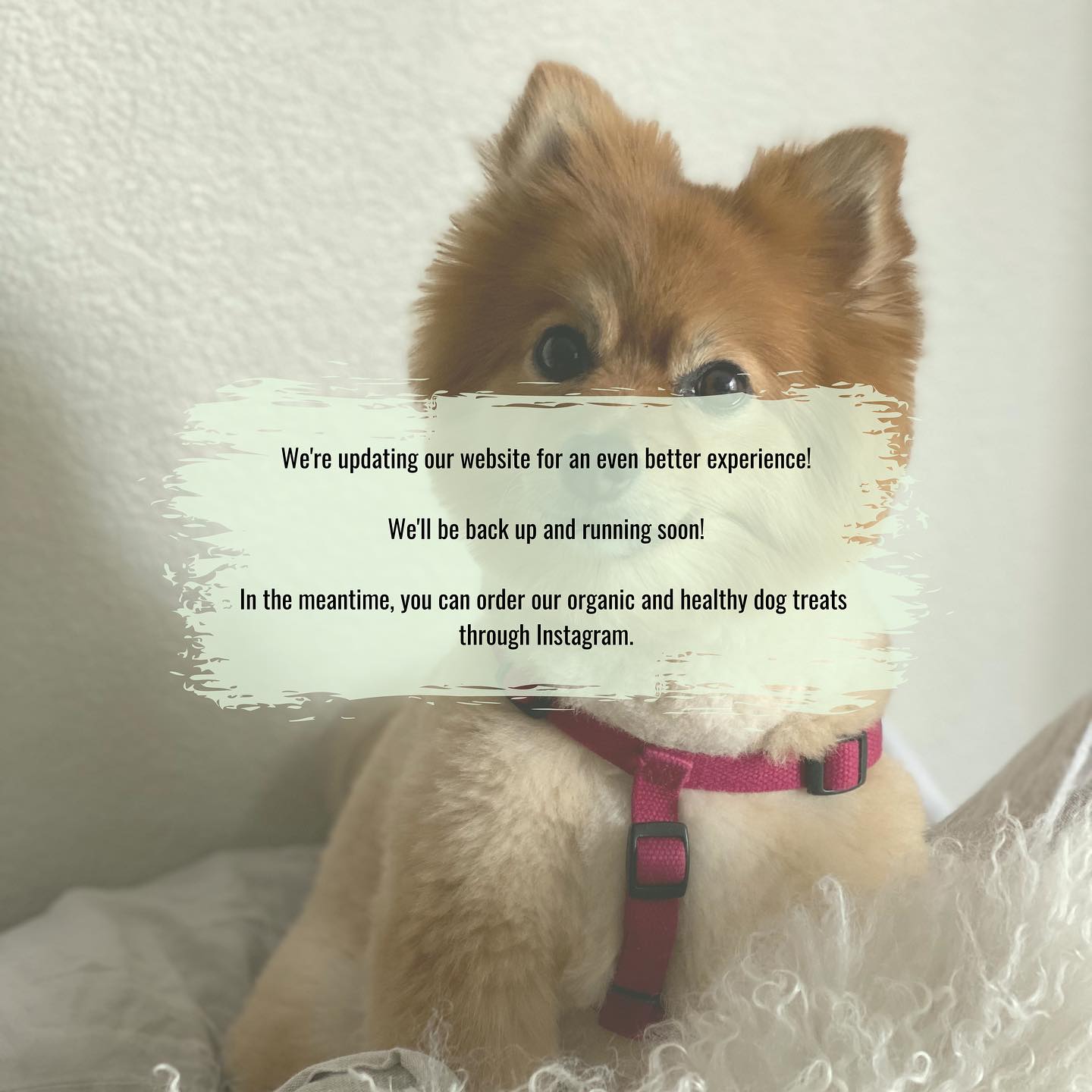While our website is getting a refresh, you can still grab your dogโs favorite treats on Instagram! ๐พ