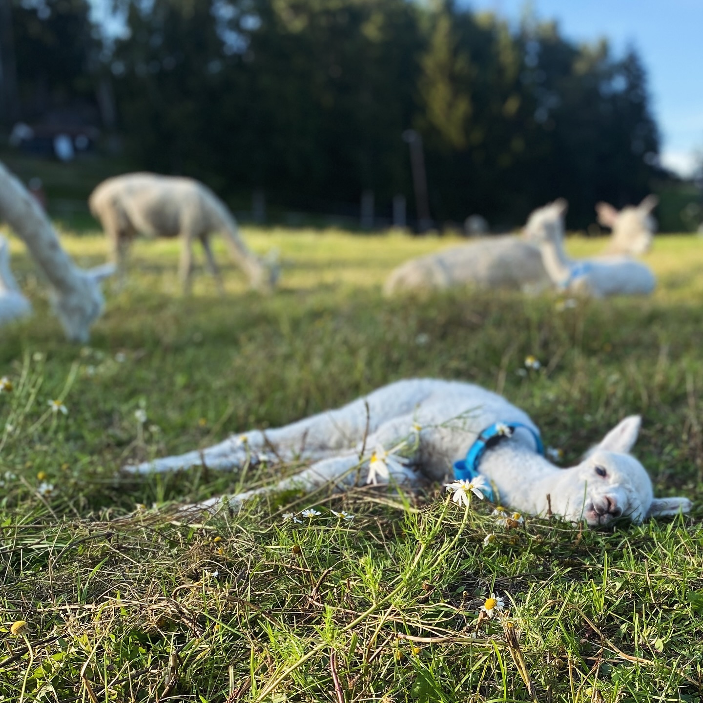 Dario 💙 tar seg en ettermiddagshvil 💤
.
#alpakka #alpakkaenghaugen