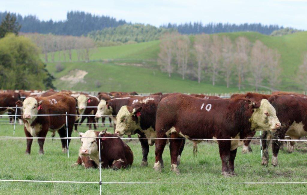 It's that time of year again!
The Bulls are growing well, ready for our annual on-farm sale
814 Kauangaroa Road, Midday, 19th of September,
See the Catalogue below:
https://pivotdesign.co.nz/ebooks/2024/Riverton_Herefords/
#nzherefords #dairybulls #nzfarming
