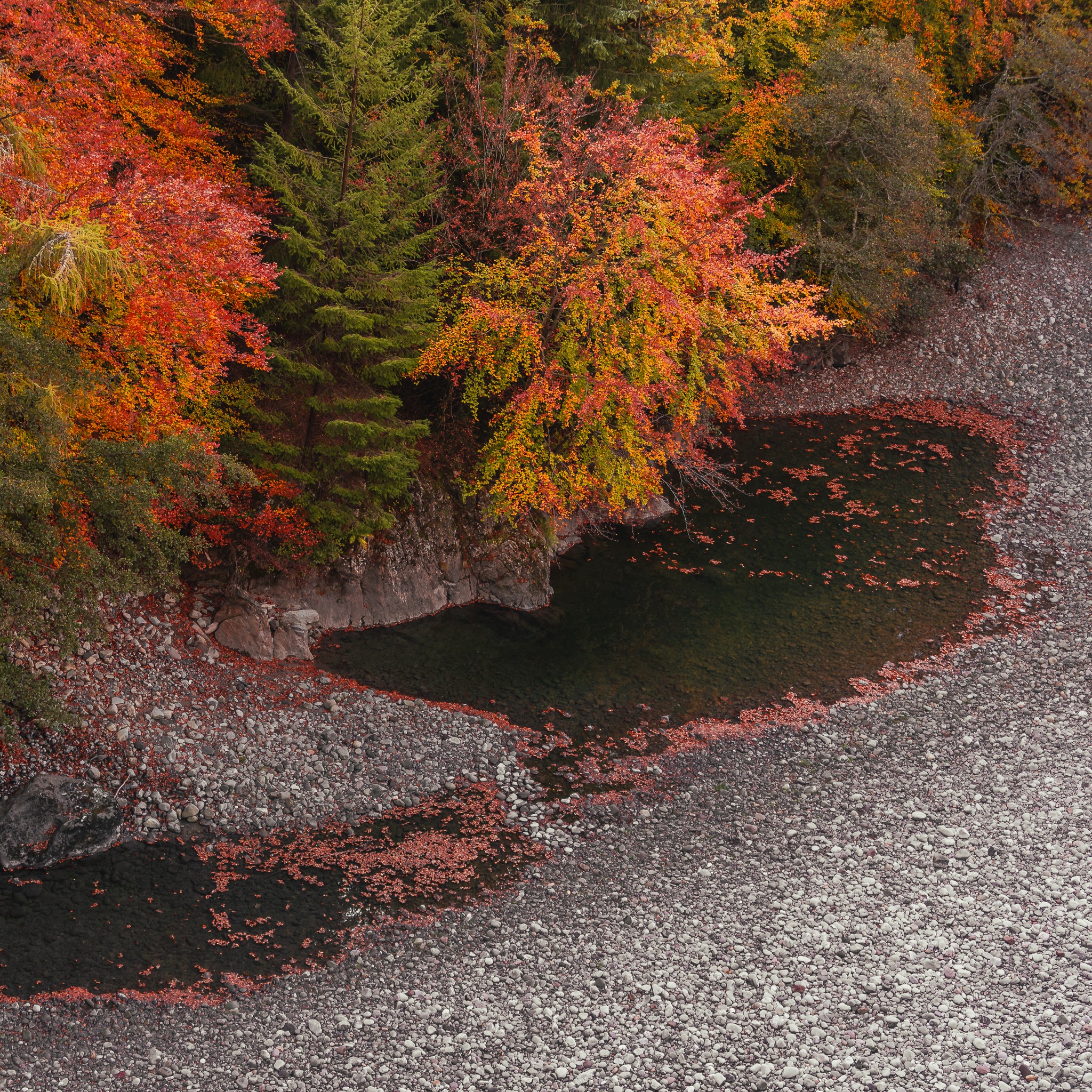 A quiet corner of the highlands, where beauty pools in every detail.
#ScotlandViews #RiverGarry #AutumnInScotland #ScotlandNature #HiddenScotland #VisitScotland #ExplorePerthshire #ScottishAutumn #NatureReflections #GoldenHourMagic #ScenicScotland #ScotlandPhotography #ScottishLandscapes #PebblesAndPuddles #AutumnLeaves #ScotlandAdventures #WanderScotland #LoveScotland #PeacefulScotland #NatureInFocus #PerthshireViews #DiscoverScotland #ScotlandTravel #ForestsAndRivers #NatureEscape #AutumnVibes #LandscapePhotography #ScottishCountryside #VisitTheTrossachs #ScotlandLovers