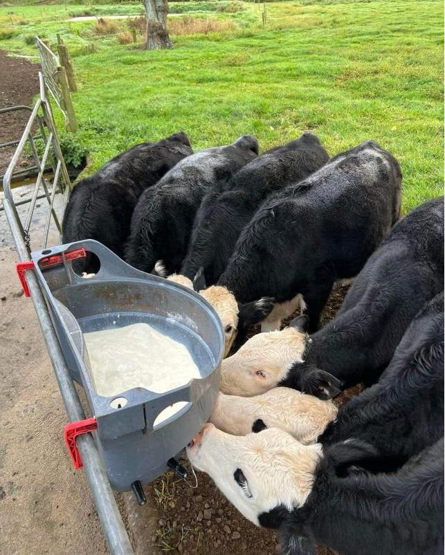 Ian Groube, from Otorohanga, has been using Riverton Ezicalve Hereford’s over his heifers for 5 years.
This year he’s only had 18 bobbies out of 260 cows.
There are many reasons to reduce your bobby calf numbers, the best one being the extra $$$ gained from calves with better beef potential.
If reducing bobby calves sounds like a plan to you - get along to the Riverton Ezicalve Herefords Bull Sale at Midday, this Thursday, 19th of September,
On-farm at 814 Kauangaroa Road
See the Catalogue below:
https://pivotdesign.co.nz/ebooks/2024/Riverton_Herefords/
#rivertonherefords #dairybulls #nzherefords #nzfarming