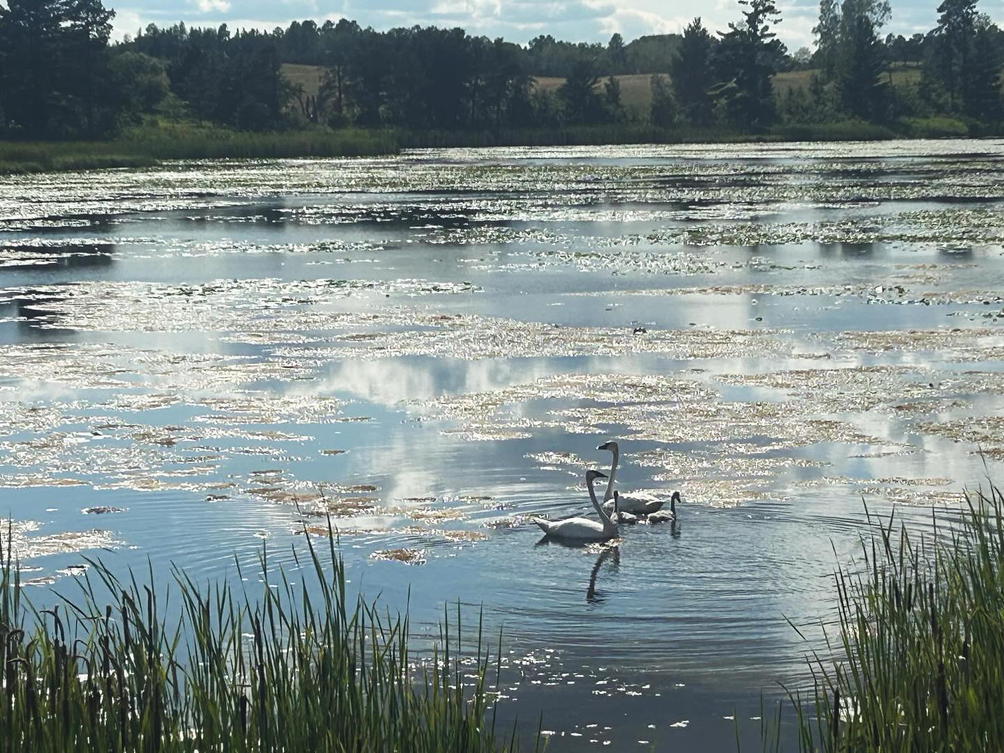 🌲We should probably list Peace & Quiet as our top amenities!💦 🦢 Booking link in bio. RV sites available in August, September and October.🌞
#neviscampground #nevis #camping #family #nature
