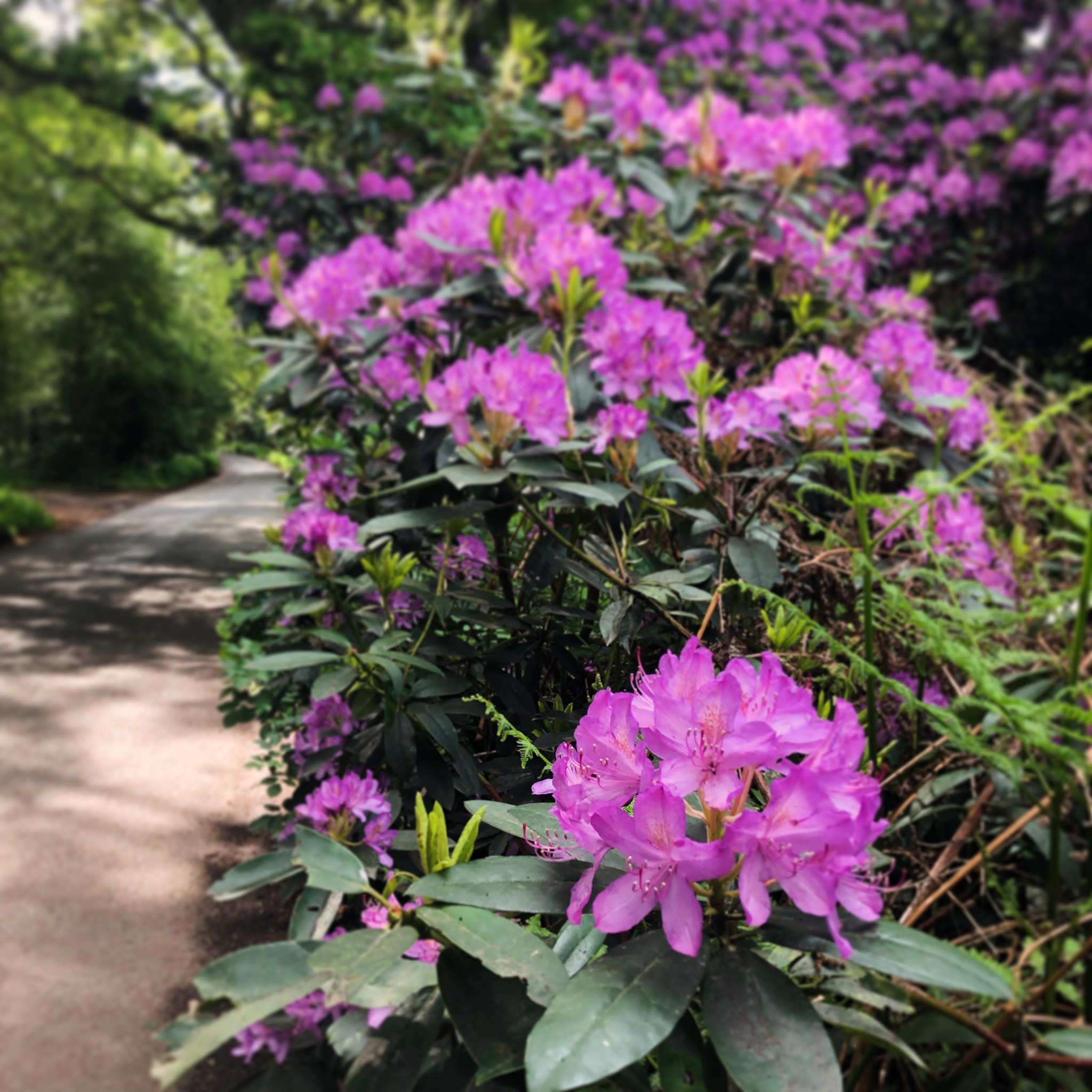 My favourite time of the year #rhododendrons