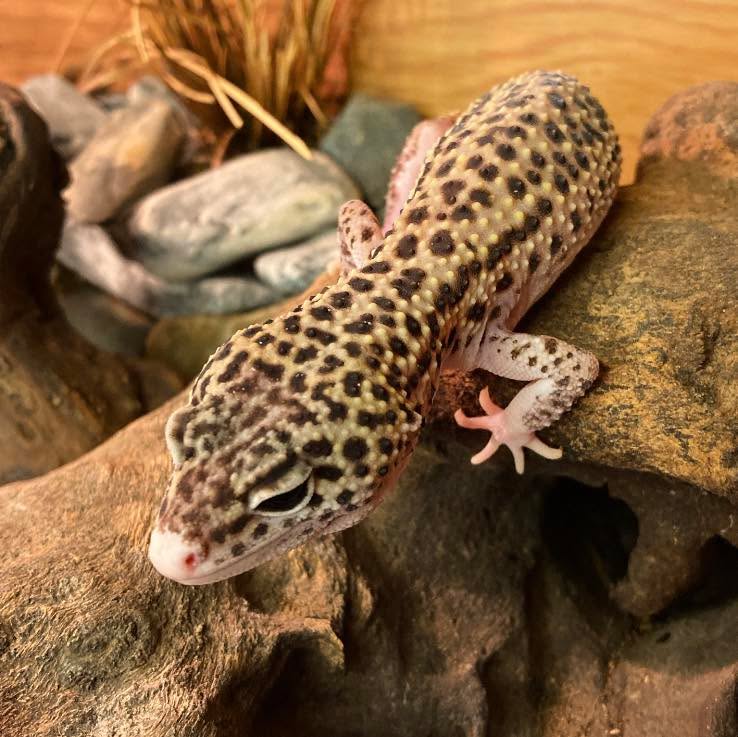 It’s reptile awareness day!
Did you know there’s more than 10,000 different species of reptile however, around 21% of the earth’s reptile population currently faces extinction?
You can help by creating habitats for reptiles in your gardens, not buying anything made using reptile products (specifically skins), and by doing anything that helps to protect our amazing planet!
#reptiles #reptilesofinstagram #lizards #lizardsofinstagram #snakes #snakesofinstagram #turtles #turtlesofinstagram #tortoises #tortoisesofinstagram #reptileawarenessday #reptileawareness #nature #planetearth #earth #wildlife #protectourplanet #protectouroceans #animaleducation #wow #nowyouknow #interestingfacts #interesting #facts #didyouknow